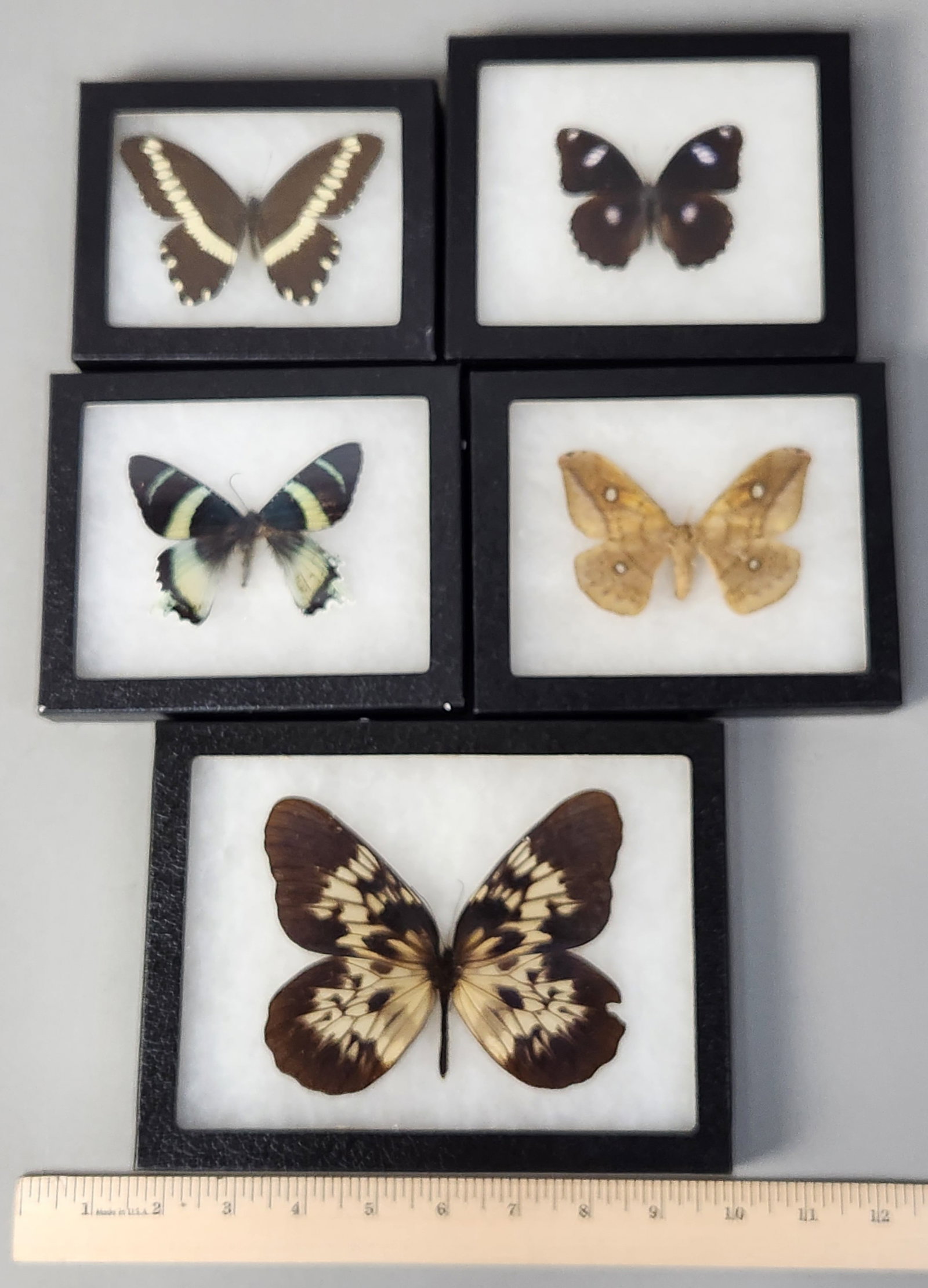 Framed Lepidoptera Specimens - 8
