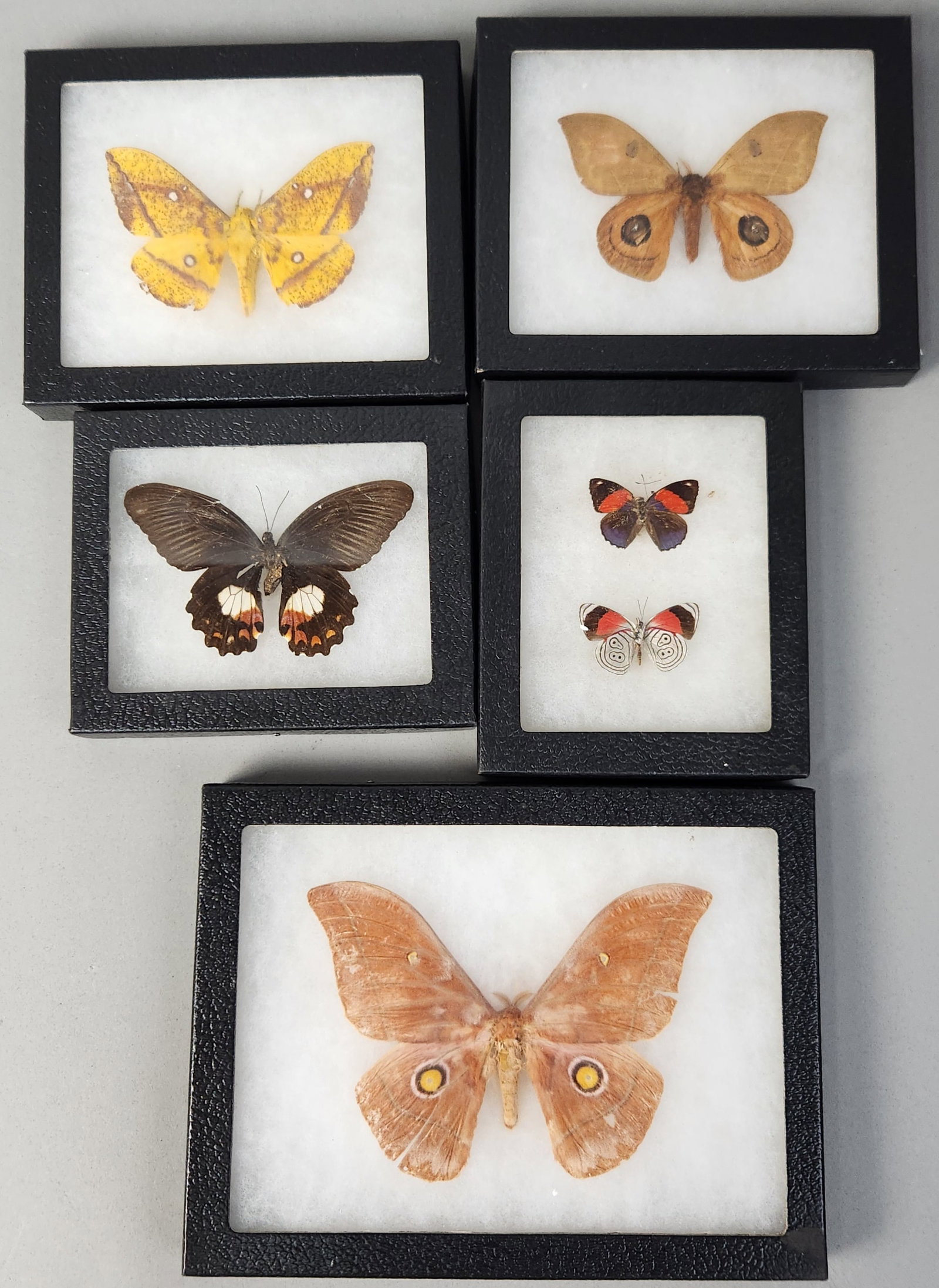 Framed Lepidoptera Taxidermy Specimens: An assortment of professionally prepared natural history specimens featuring various butterflies and moths from the order Lepidoptera, each housed in an individual Riker mount display case. The collec