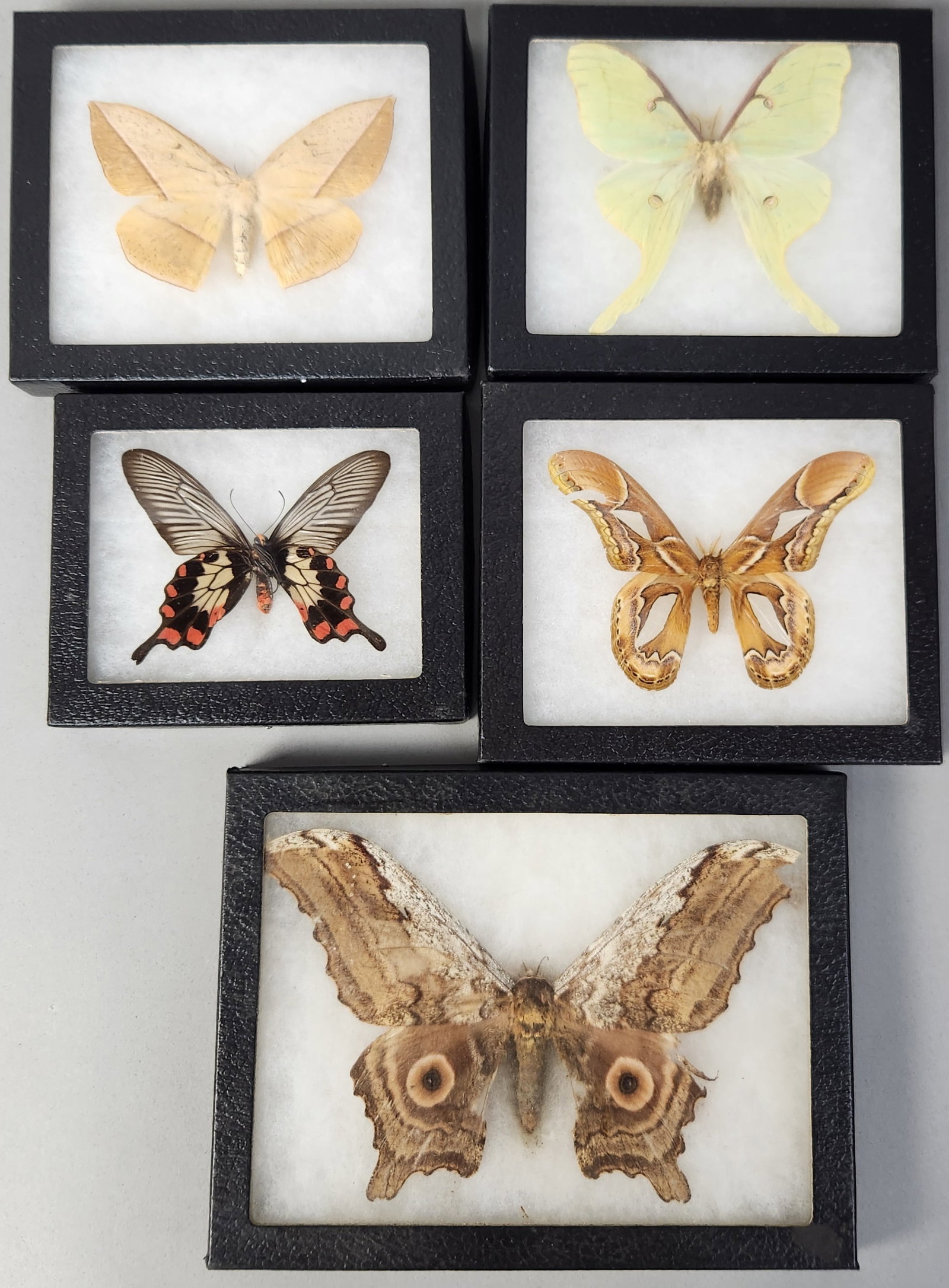 Framed Taxidermy Insect Specimens: An assortment of natural history specimens professionally presented in black Riker-style mounts. Each specimen is held securely against the glass front by a soft, white fibrous backing within a black-