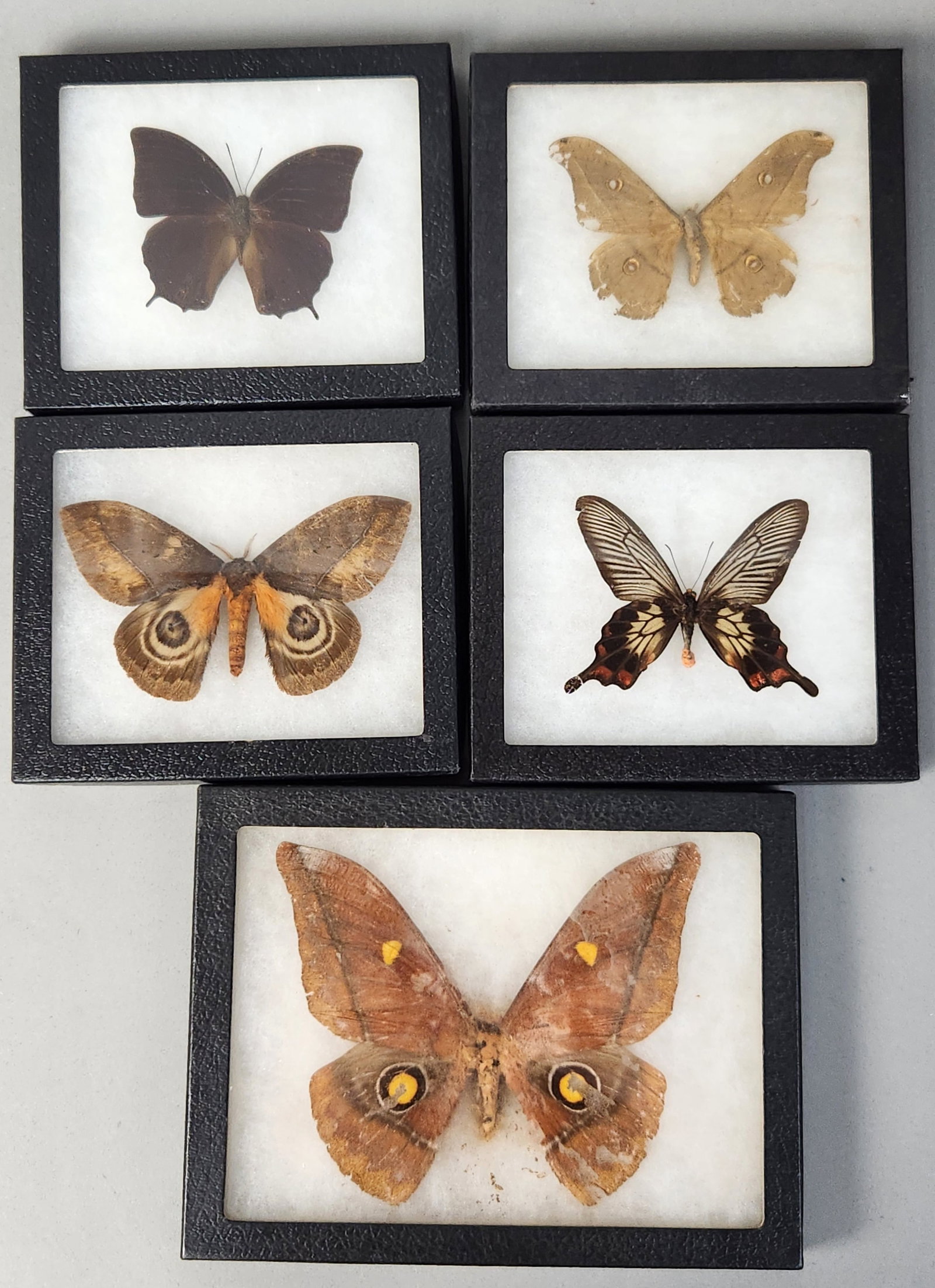 Framed Moth & Butterfly Specimens in Riker Mounts: A collection of five taxidermy insect specimens, including various moths and butterflies, individually housed in black-finished Riker-style shadow box frames. The insects are mounted on white fibrous 
