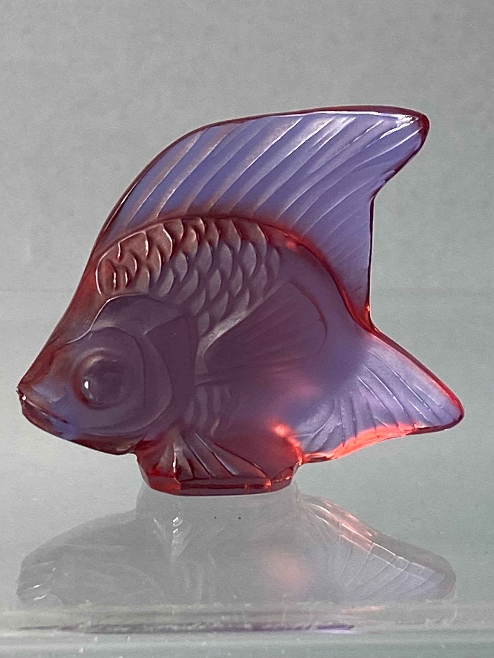 Lalique Fuchsia and Blue Glass Fish Figurine: An authentic Lalique crystal Fish figurine, a design originally created by Rene Lalique in 1913. This modern production is crafted from pressed glass featuring a vibrant two-tone gradient, transitioni