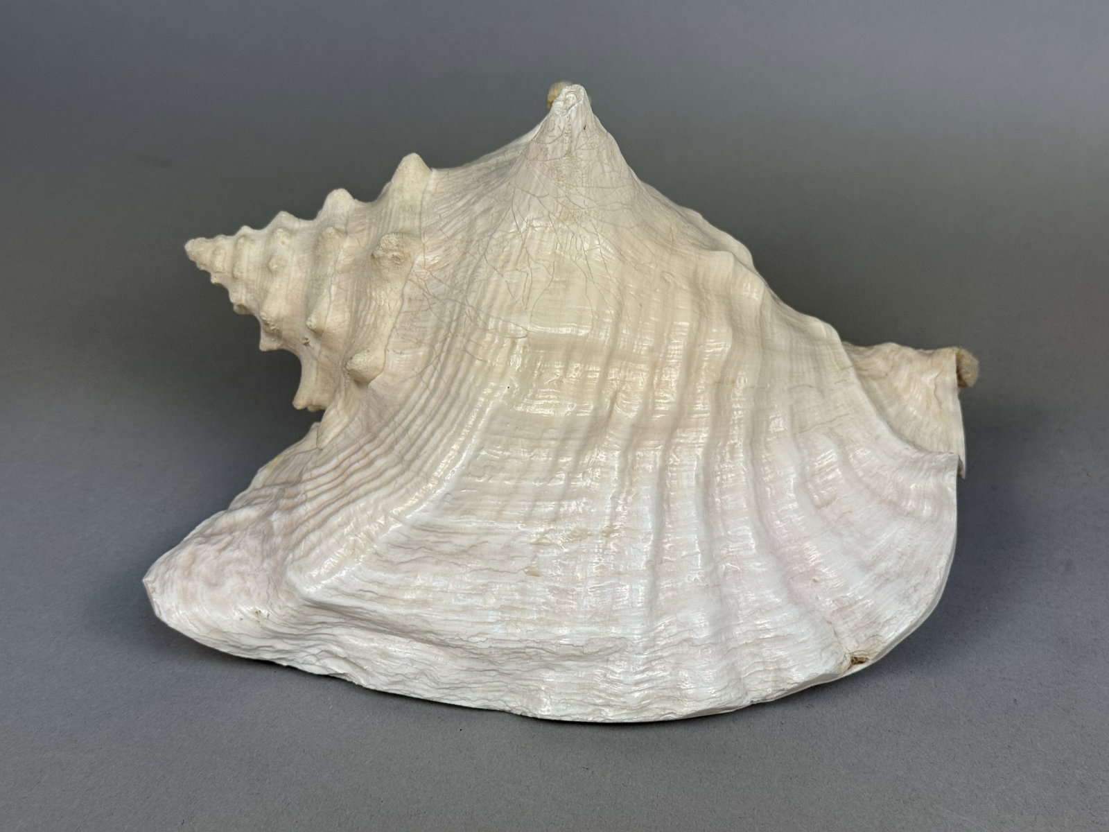 Large Queen Conch Sea Shell (1 of 9)