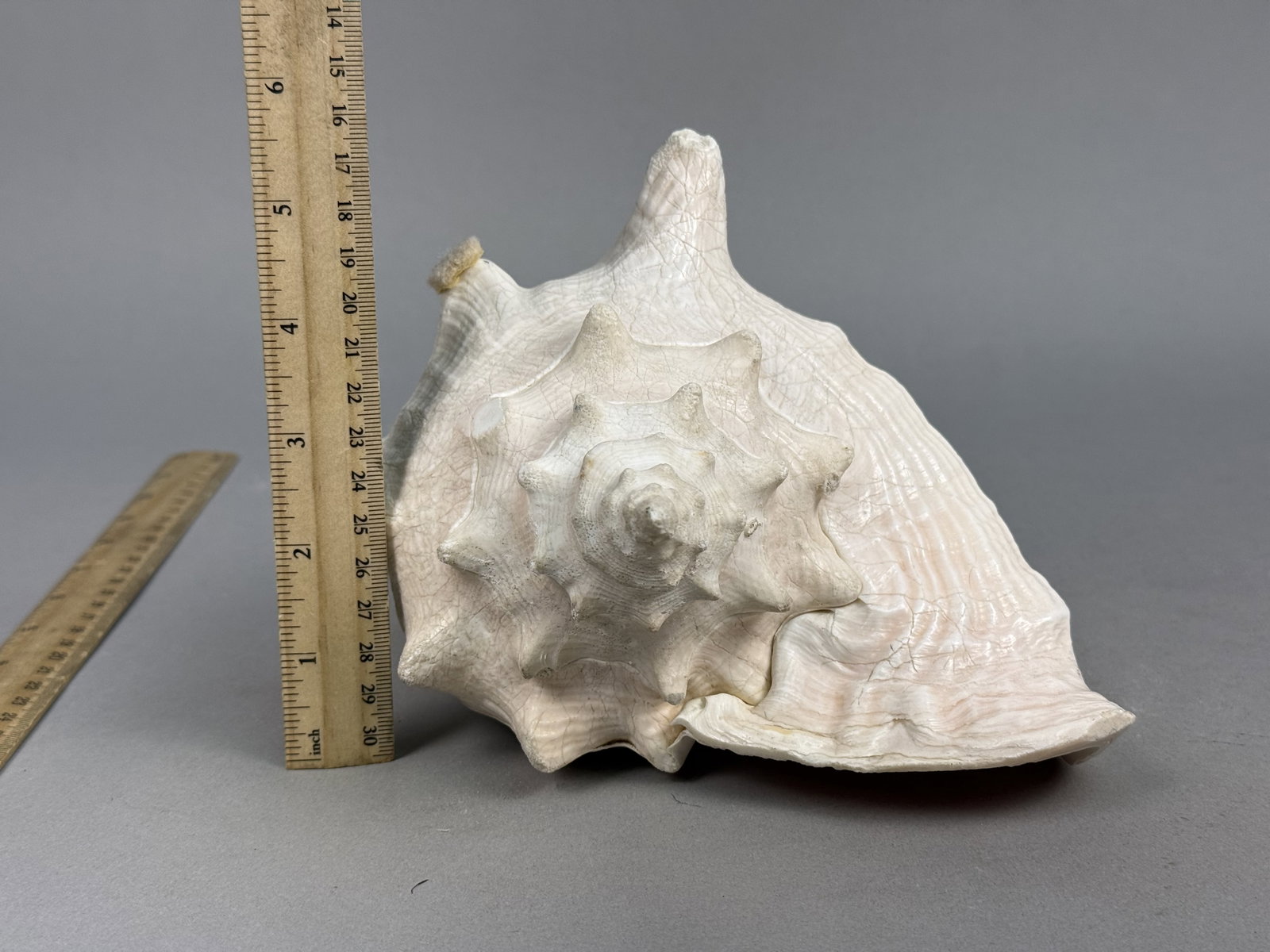 Large Queen Conch Sea Shell - 2
