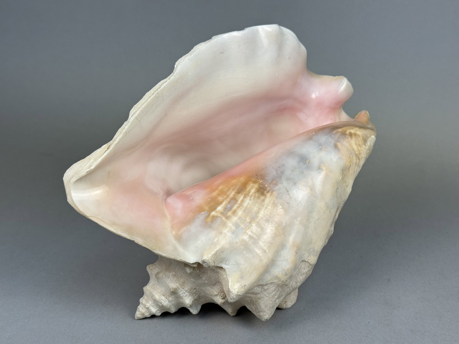 Large Queen Conch Sea Shell - 3