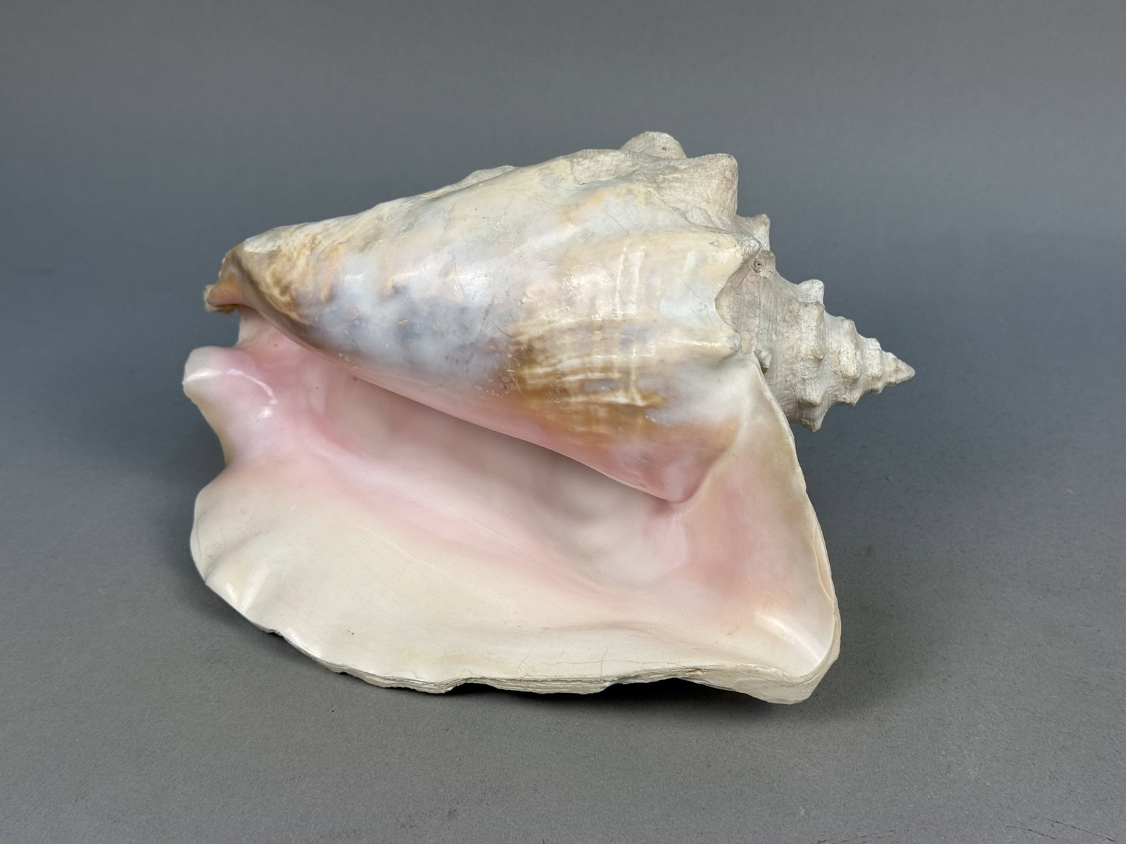Large Queen Conch Sea Shell - 4