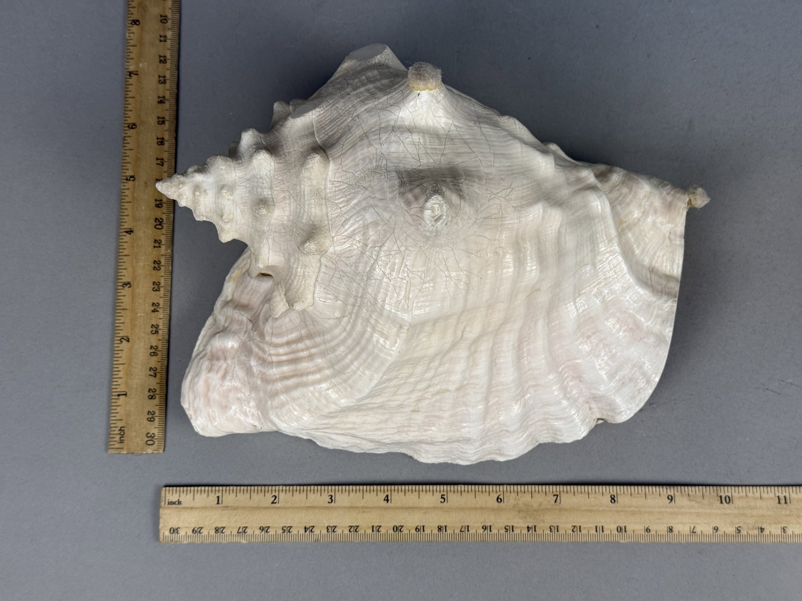 Large Queen Conch Sea Shell - 5