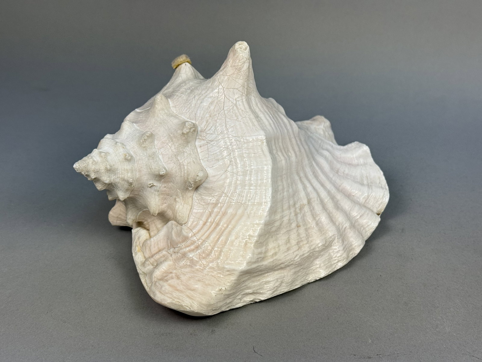 Large Queen Conch Sea Shell - 6
