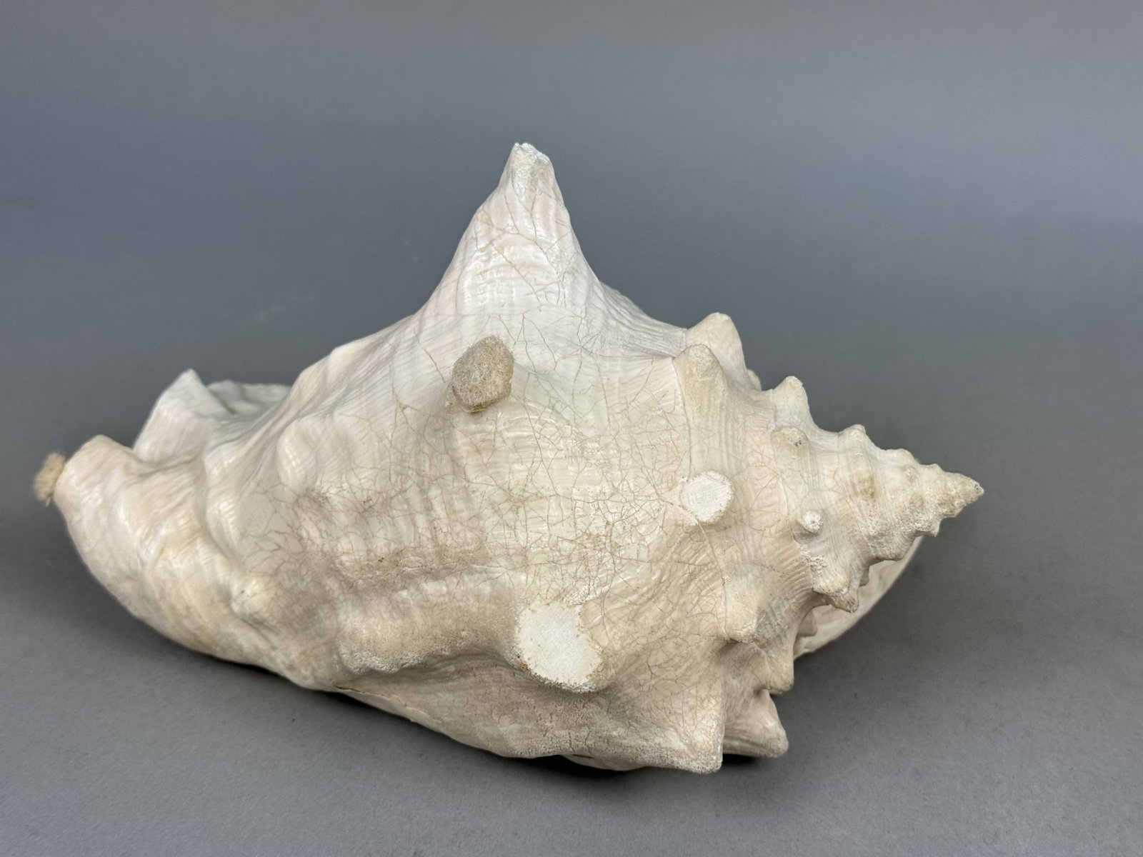 Large Queen Conch Sea Shell - 7