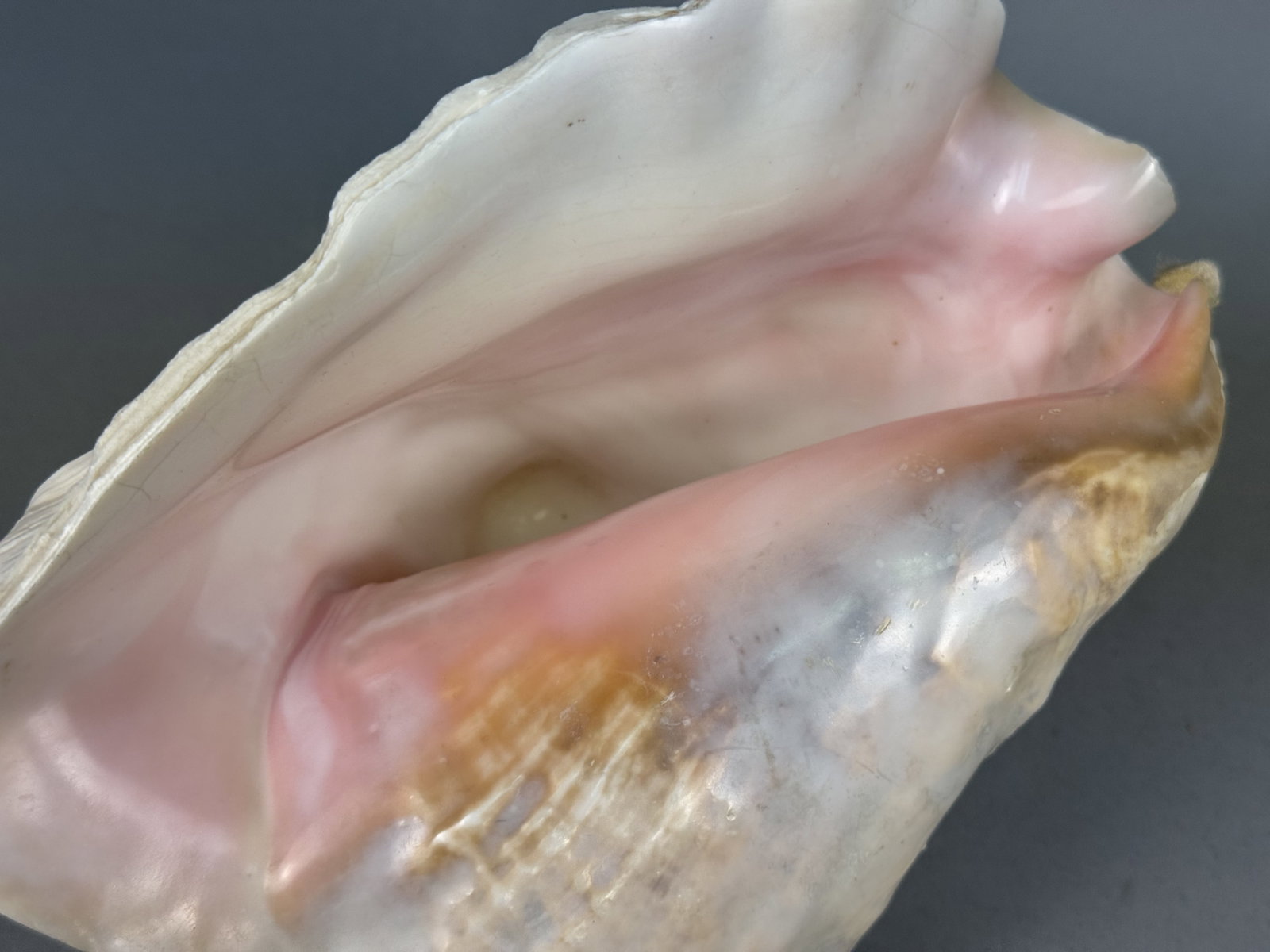 Large Queen Conch Sea Shell - 8