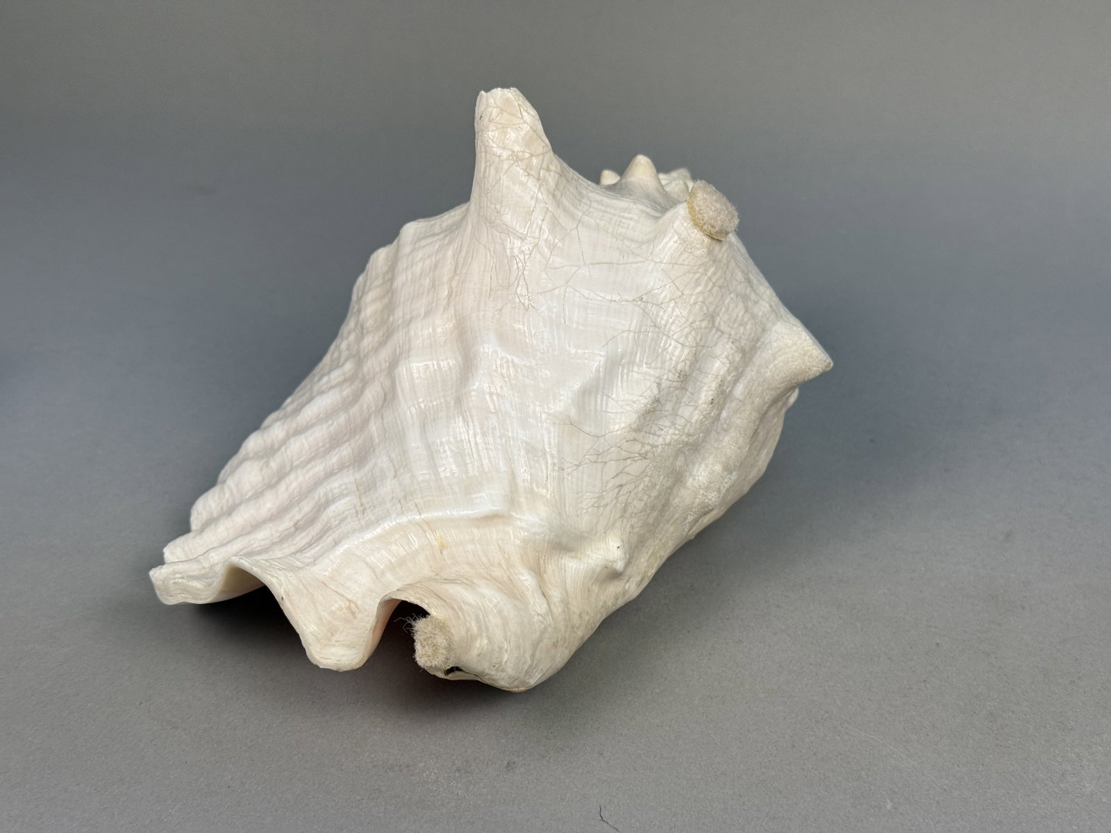Large Queen Conch Sea Shell - 9