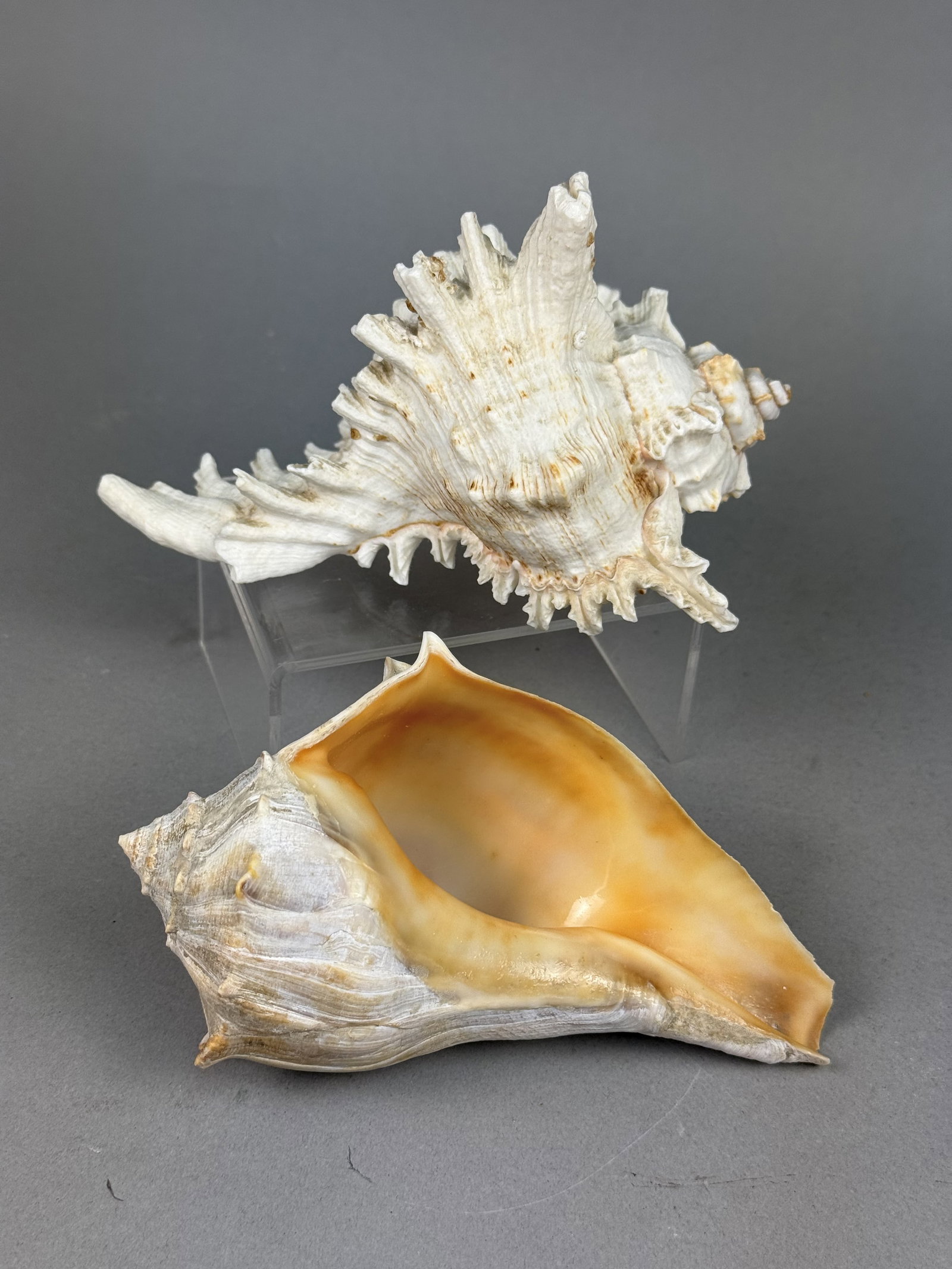 Two Large Marine Gastropod Shells (1 of 7)