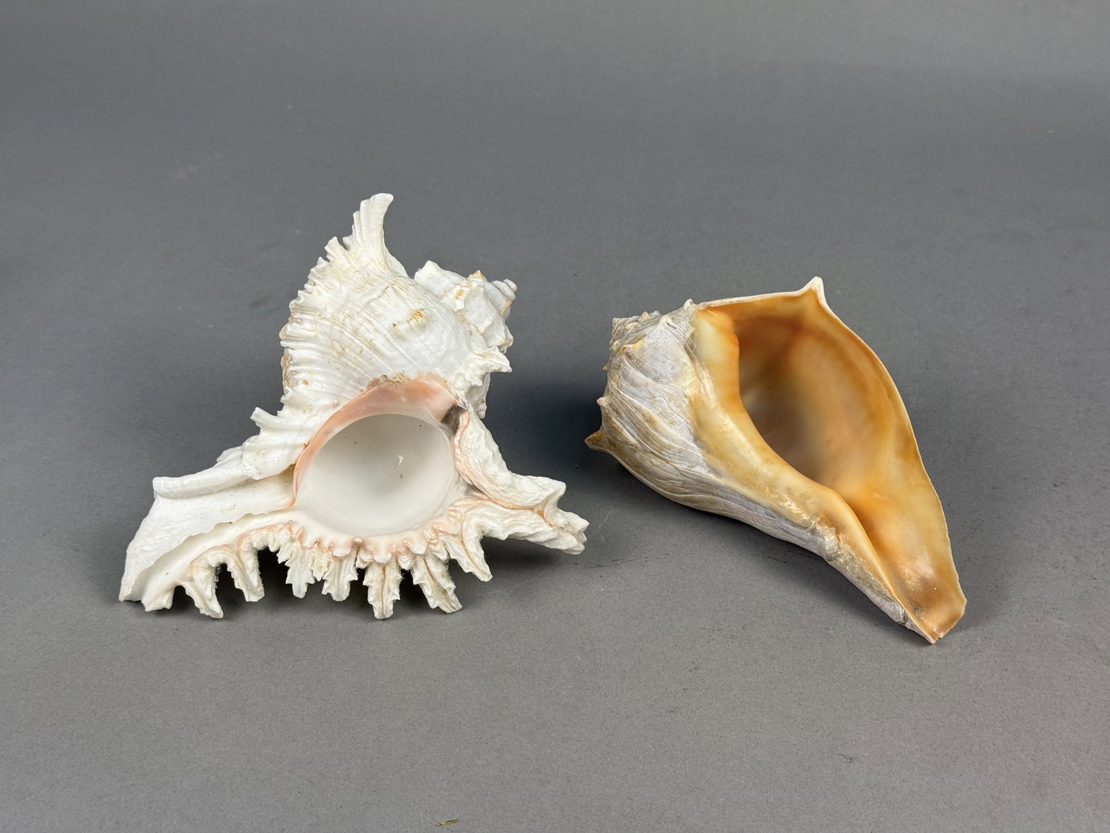 Two Large Marine Gastropod Shells - 2