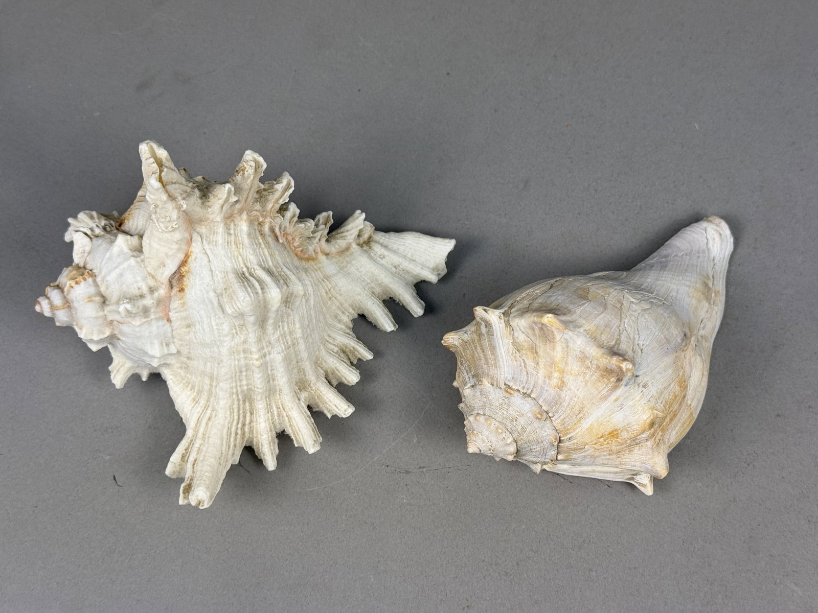 Two Large Marine Gastropod Shells - 3