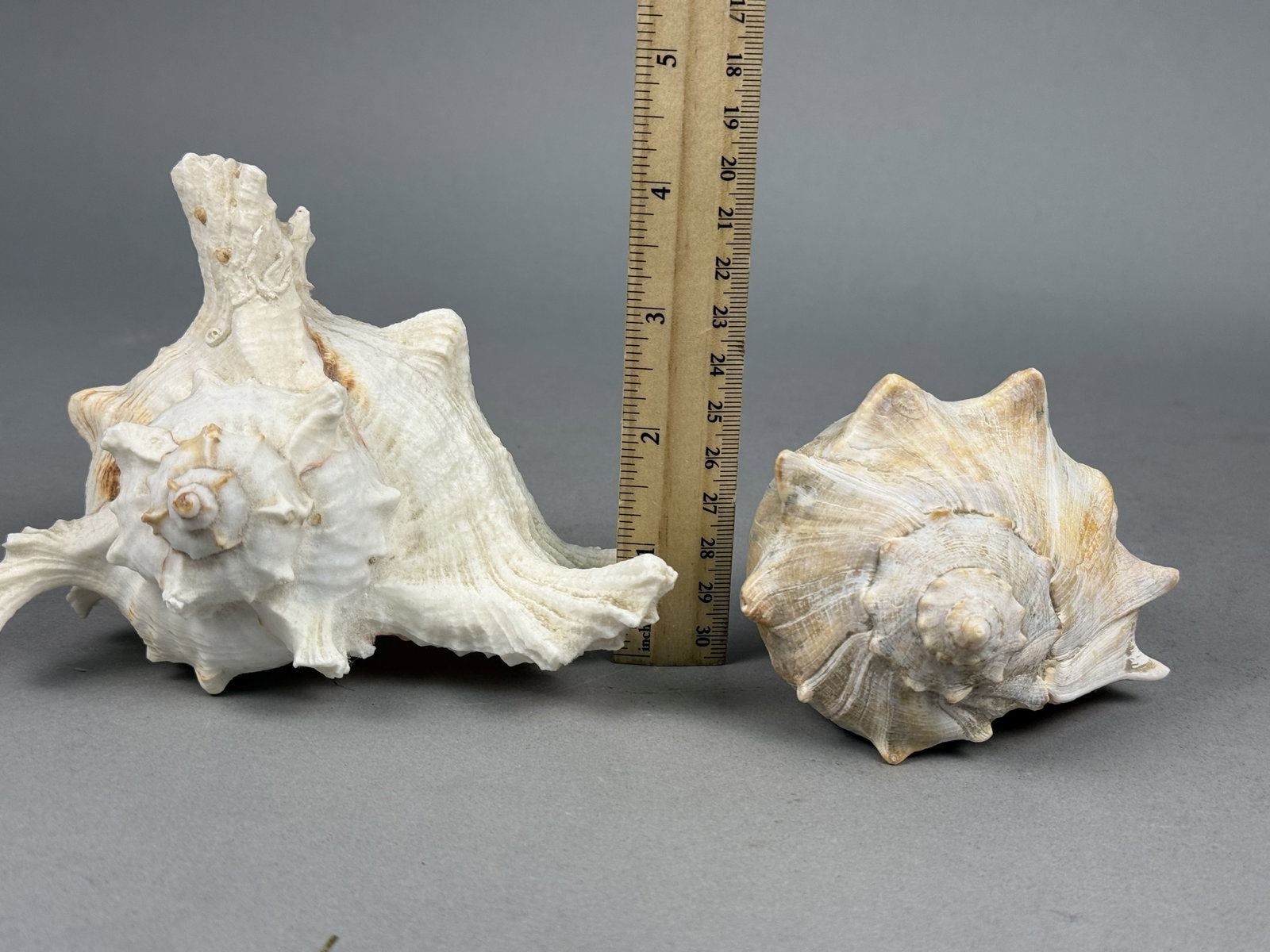 Two Large Marine Gastropod Shells - 4
