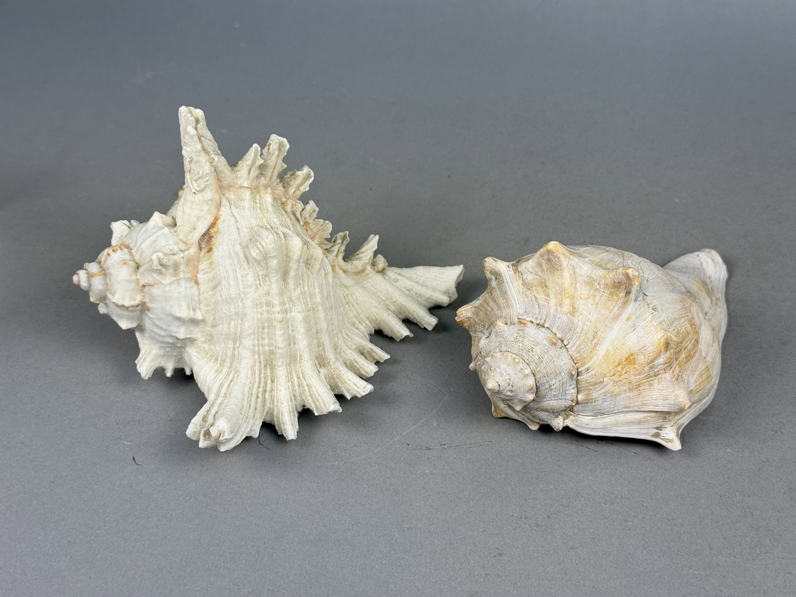 Two Large Marine Gastropod Shells - 5
