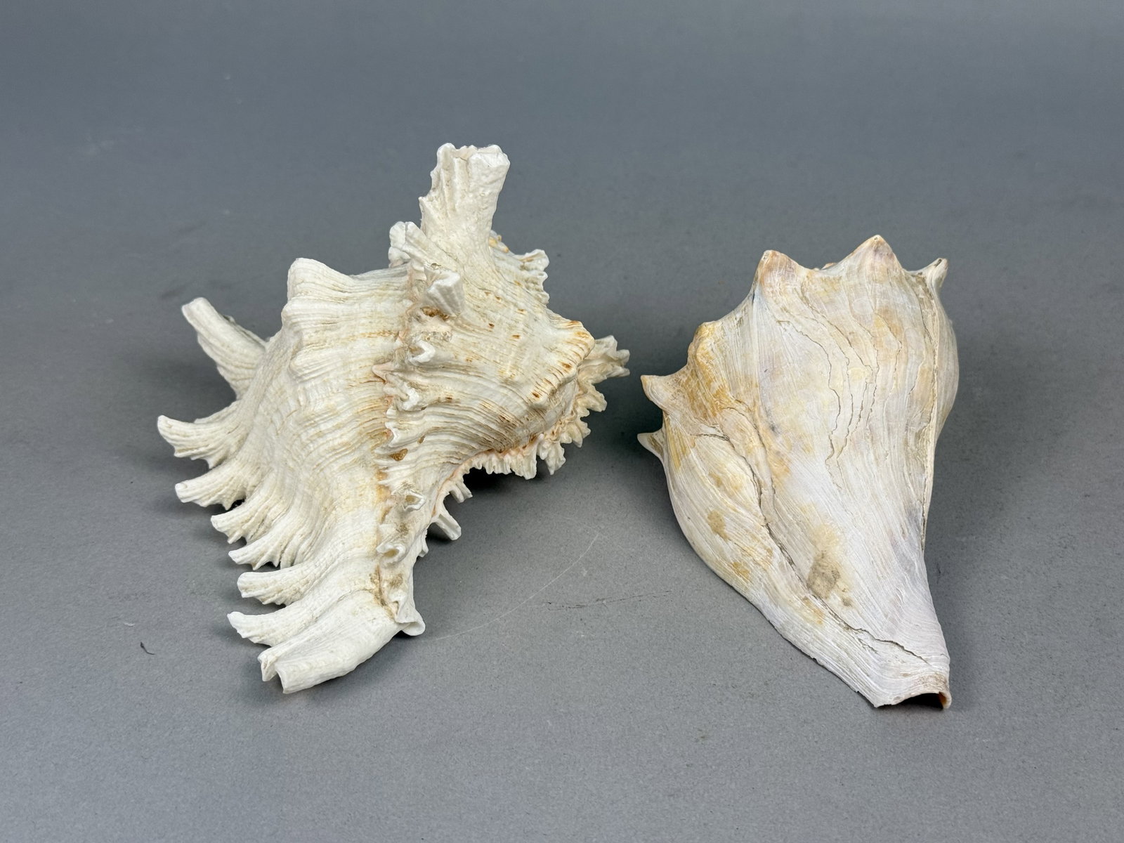 Two Large Marine Gastropod Shells - 6