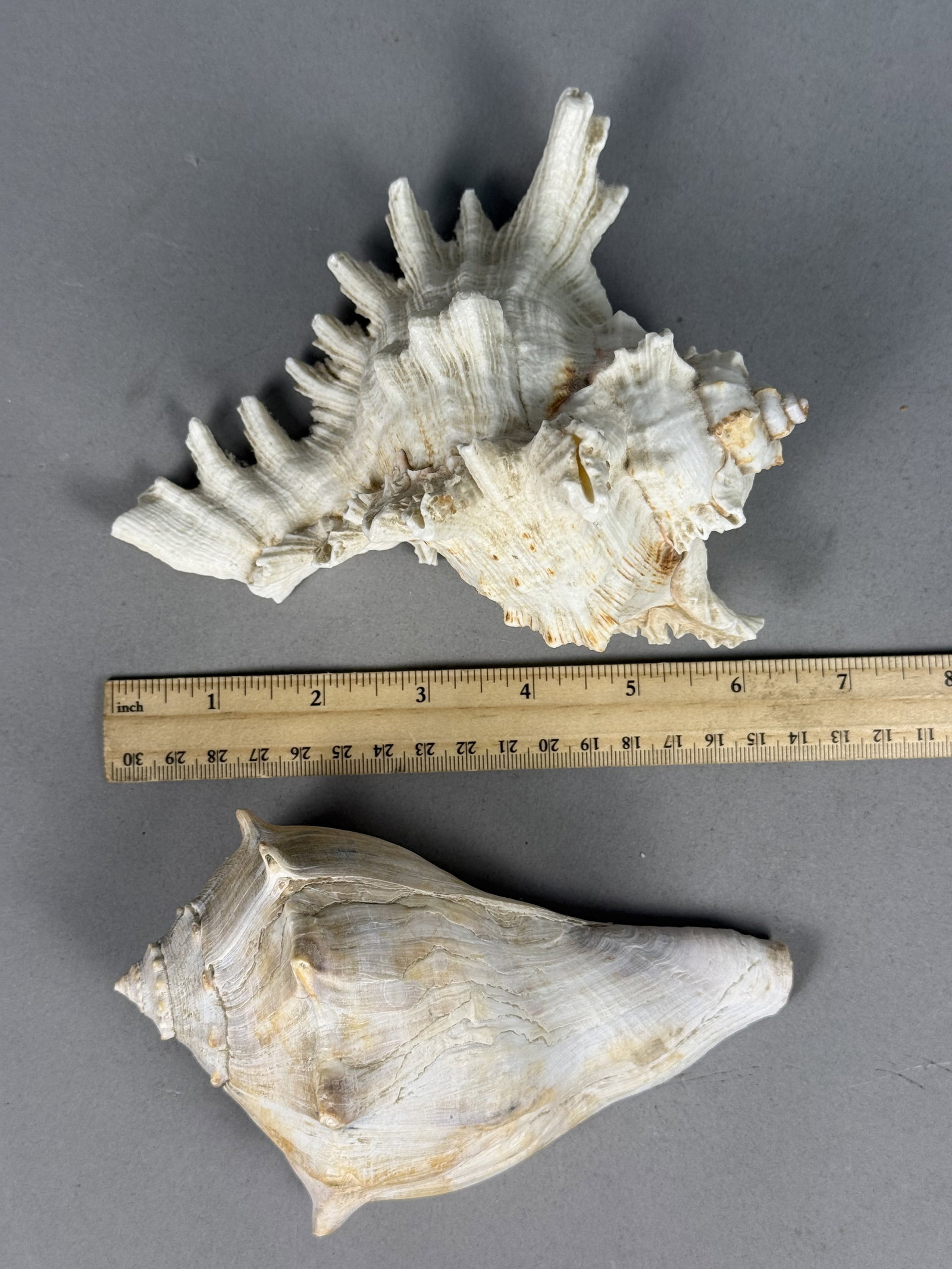 Two Large Marine Gastropod Shells - 7