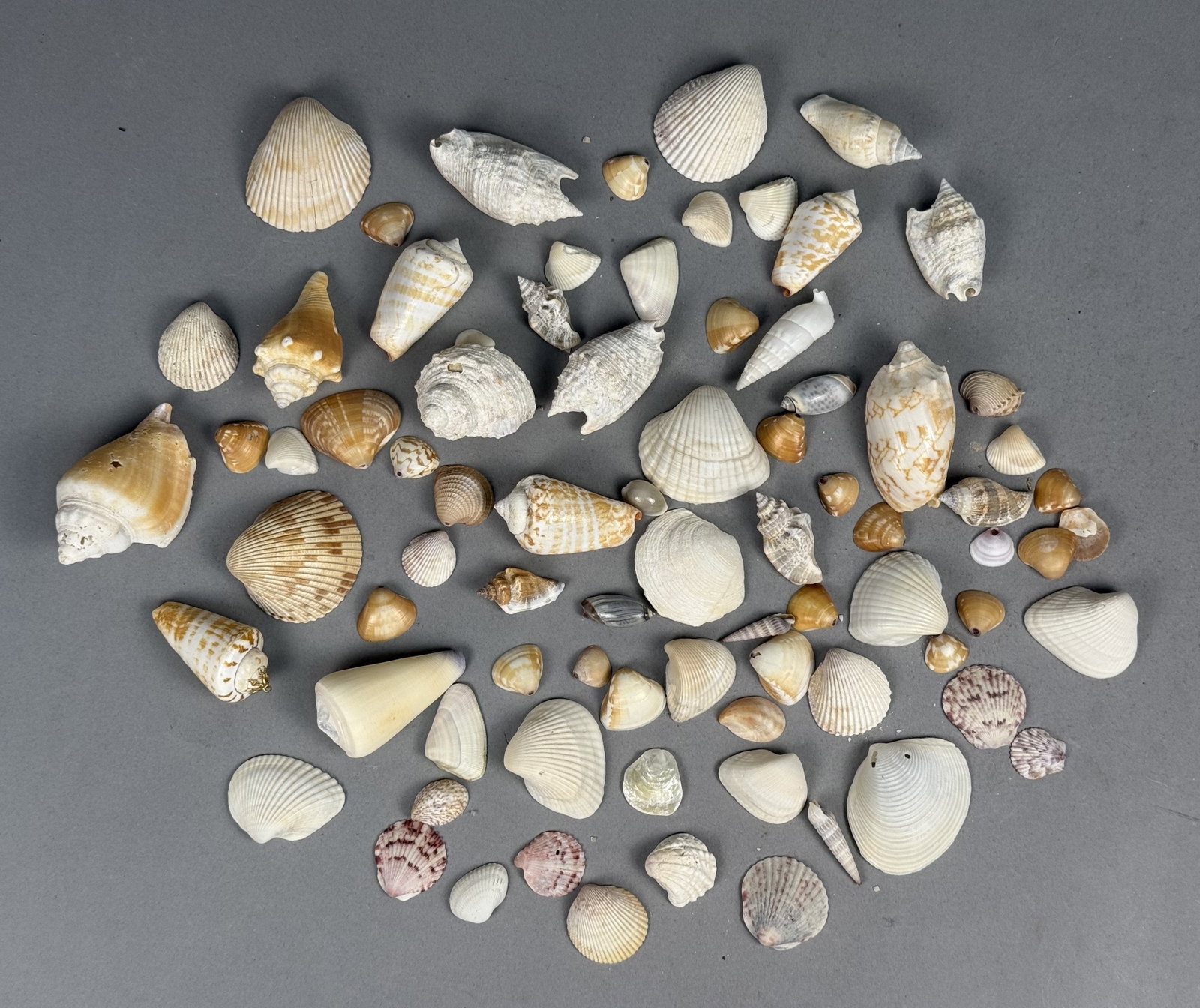 Assorted Marine Specimen Seashell Collection (1 of 6)
