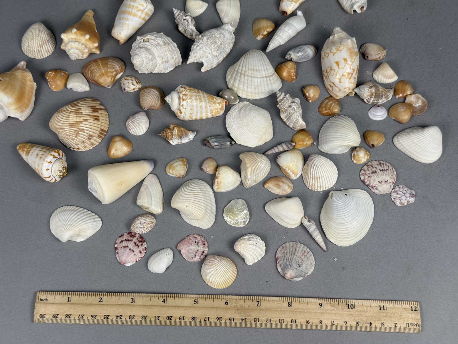 Assorted Marine Specimen Seashell Collection - 2