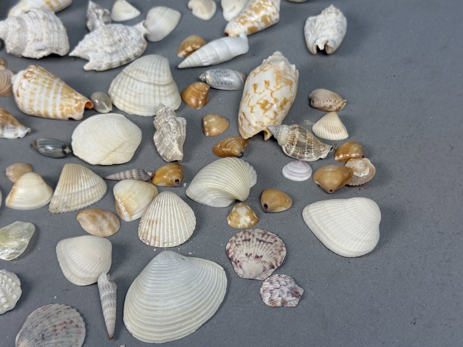 Assorted Marine Specimen Seashell Collection - 3