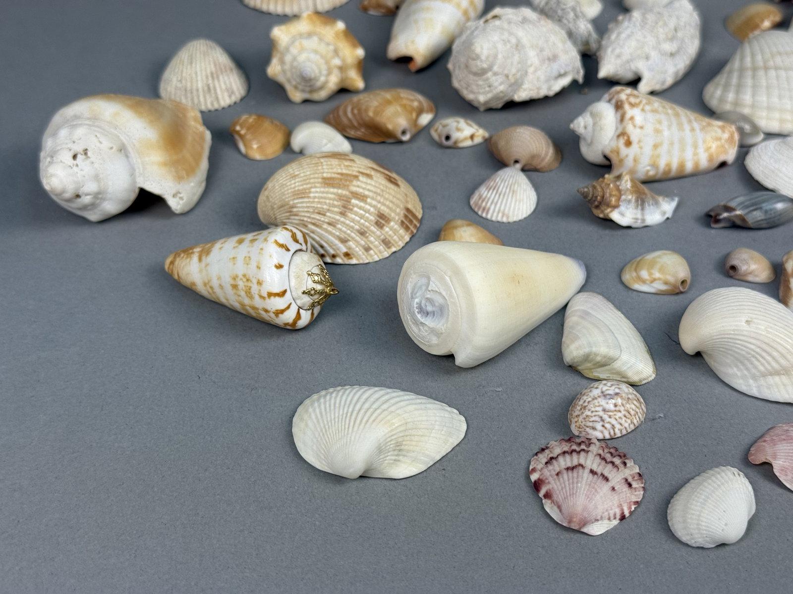 Assorted Marine Specimen Seashell Collection - 4