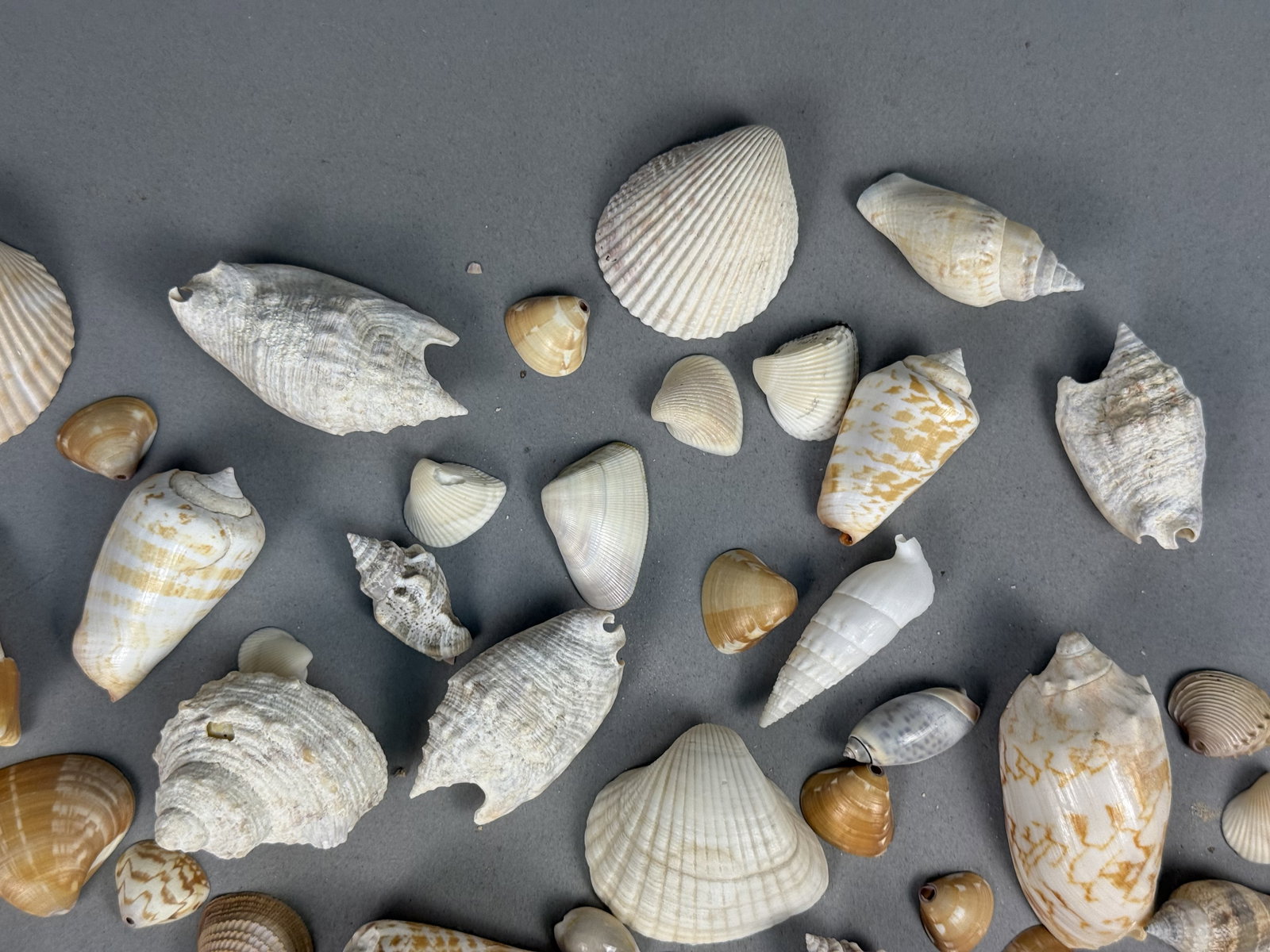Assorted Marine Specimen Seashell Collection - 5