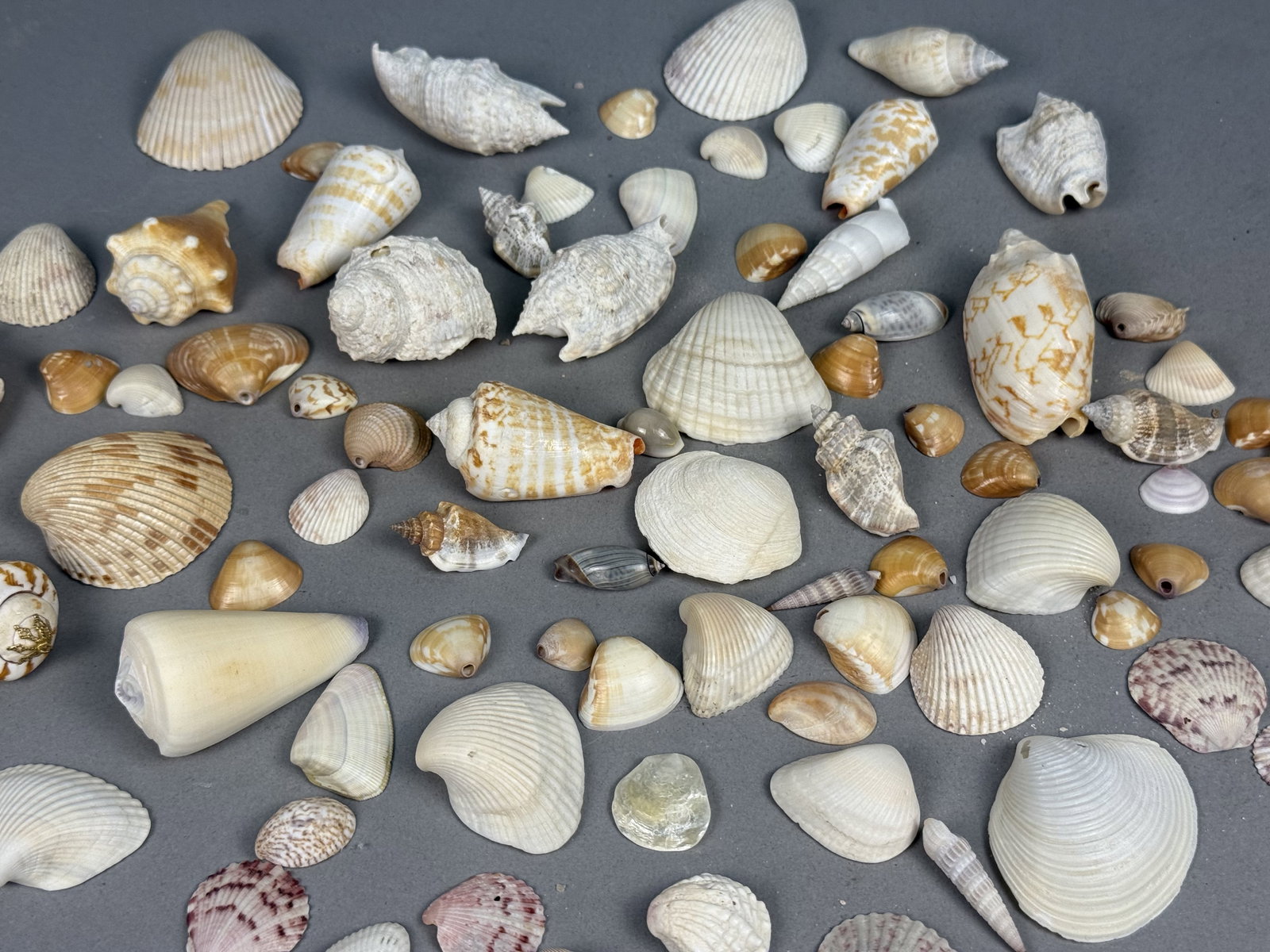Assorted Marine Specimen Seashell Collection - 6