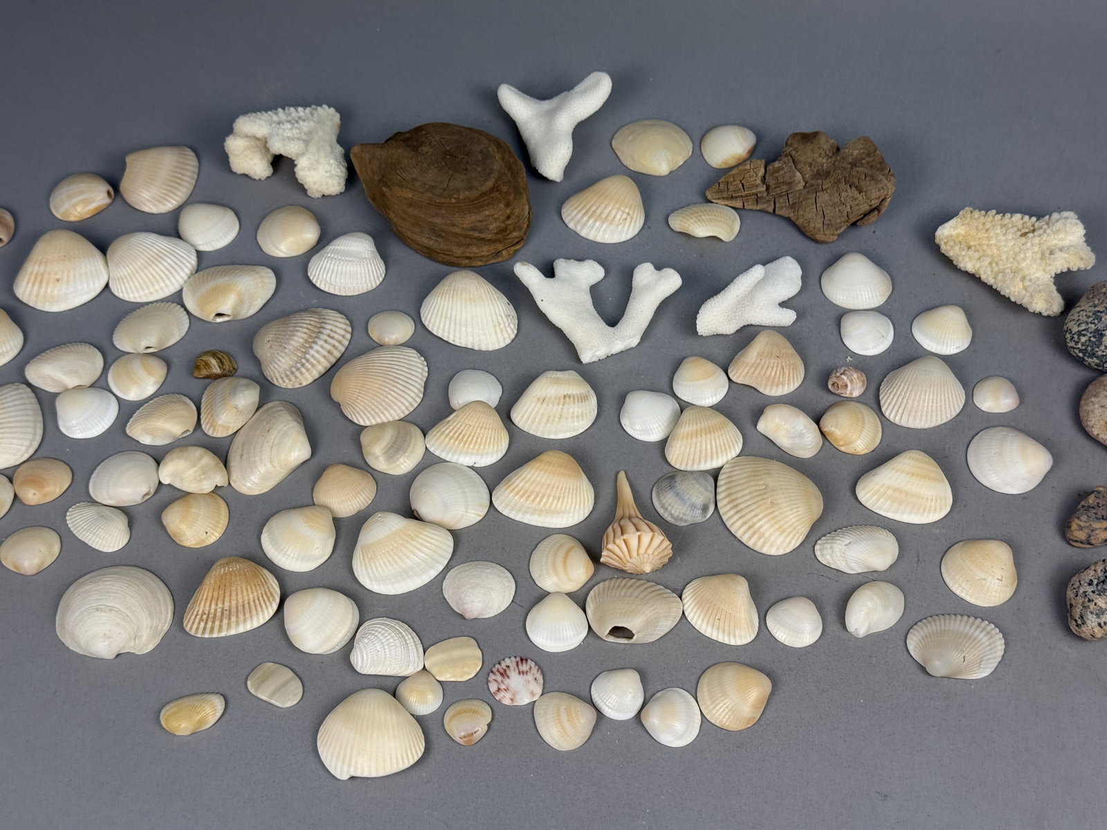 Large Assortment of Beach Specimens: This collection contains a variety of marine specimens including bivalve and gastropod shells, branching stony coral fragments, weathered driftwood, and polished beach stones. The items display a