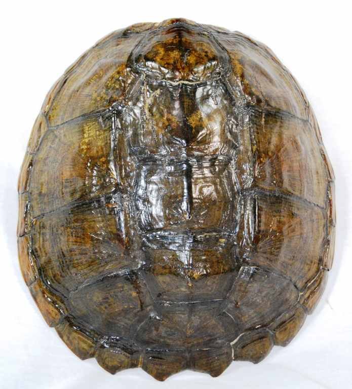 Real Vintage Turtle Shell: This is a Real Vintage Land or Sea Turtle Shell that was used for Educational Studies in St Augustine, Florida. From a local estate, this shell measures approximately 13” long and 11.5” wide. As f
