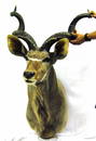 Massive Vintage African Kudu Taxidermy Mount