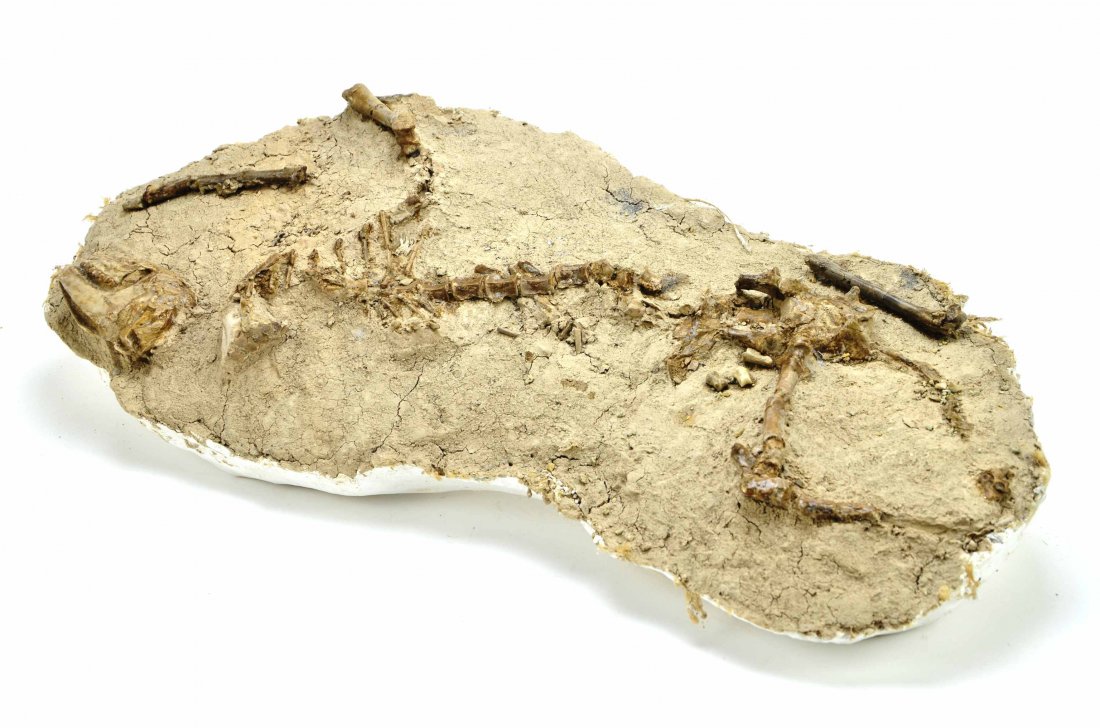 Pre-Historic Fossilized Skeleton of Small Deer or Game: This is a Pre-Historic Fossilized Skeleton of a Small Deer or Game Animal. This museum quality piece has a plaster exterior holding the original mount together, measures approximately 24” x 11” x