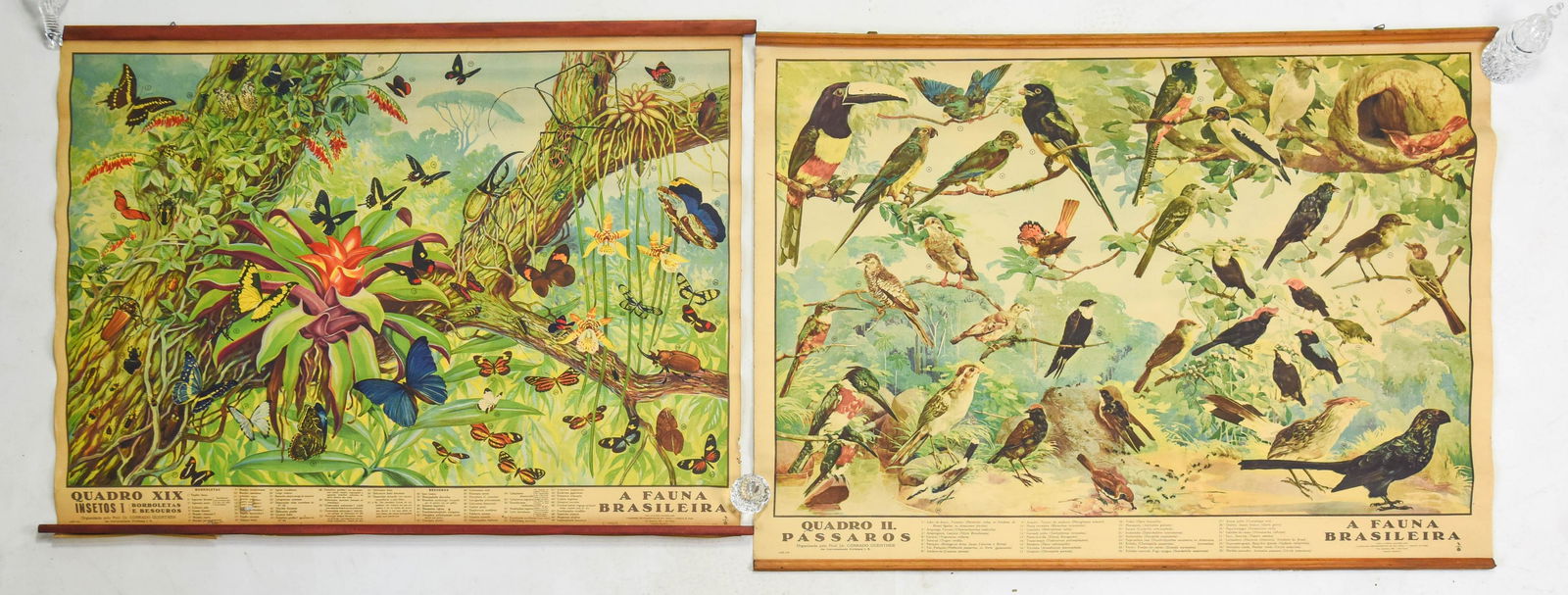Two Vintage Brazil School Posters Birds & Butterflies (1 of 11)