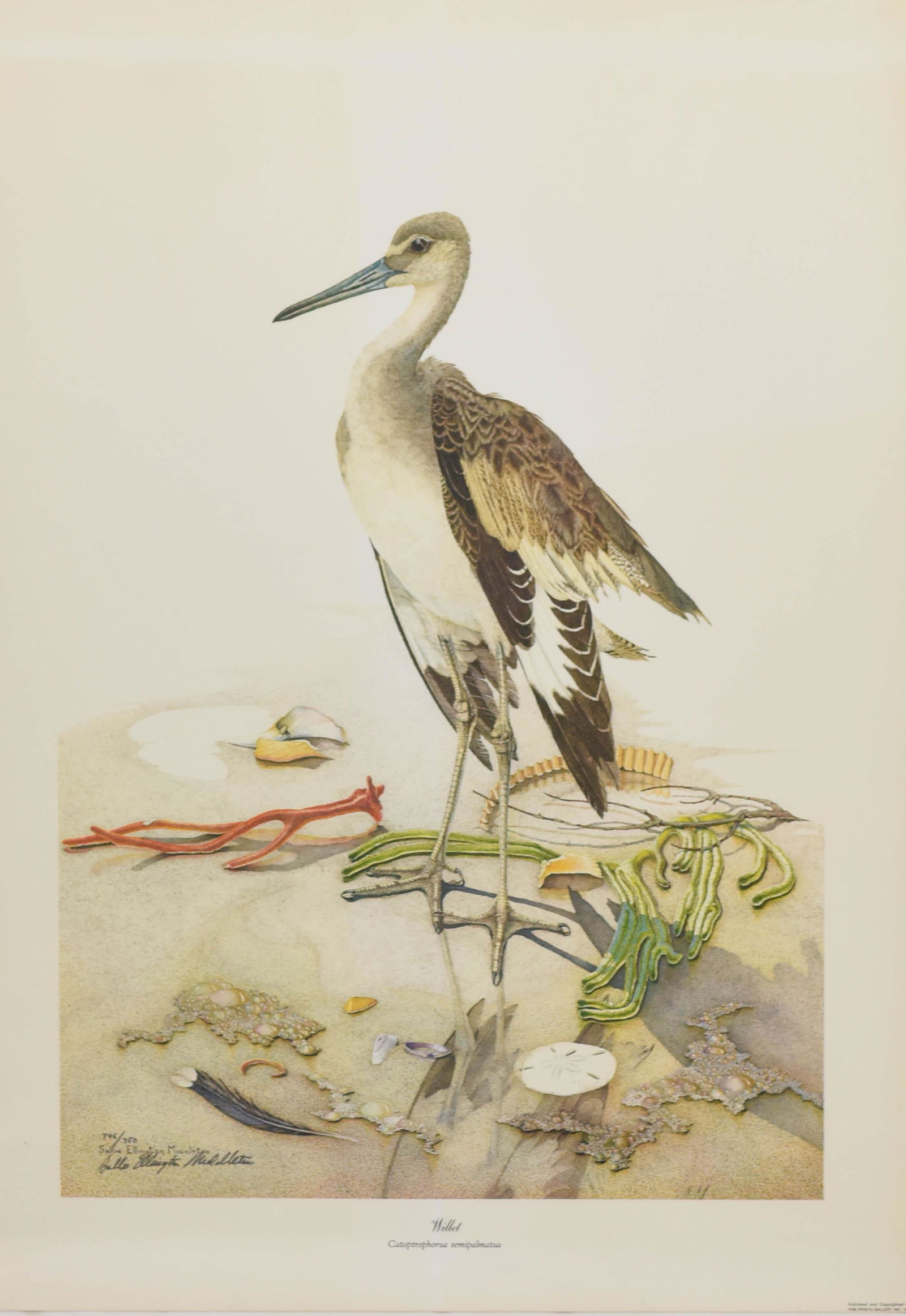Middleton, Sallie Ellington: Bird Print: WILLET (1 of 8)