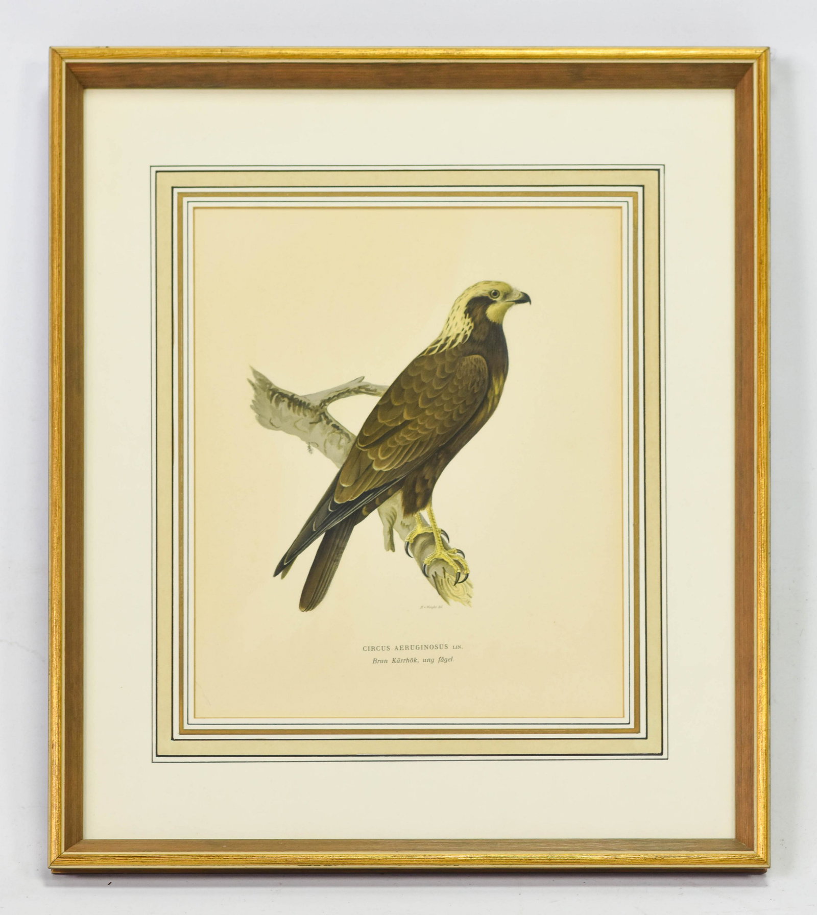 M. V. Wright Framed Antique Bird Print 1917 (1 of 3)
