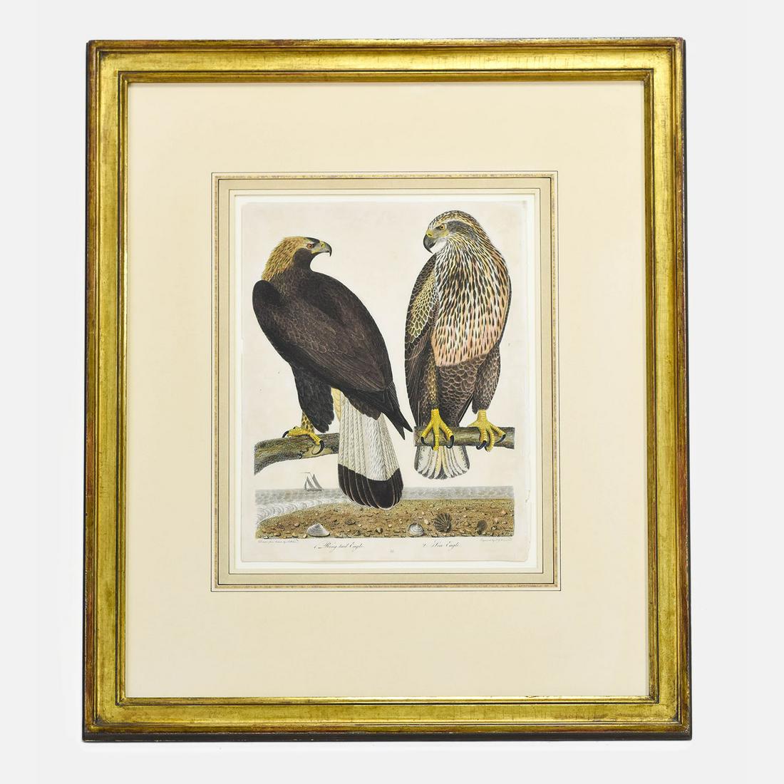 Warnicke and Wilson "Sea Eagle and Ring Tail Eagle" 19thC Framed Engraving (1 of 7)