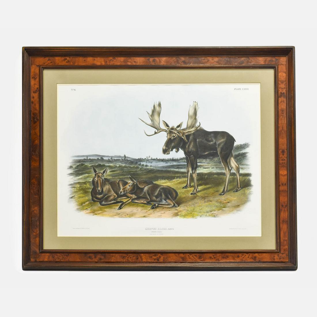 John James Audubon Cervus Alces- Plate LXXVI Folio Moose Lithograph (1 of 9)