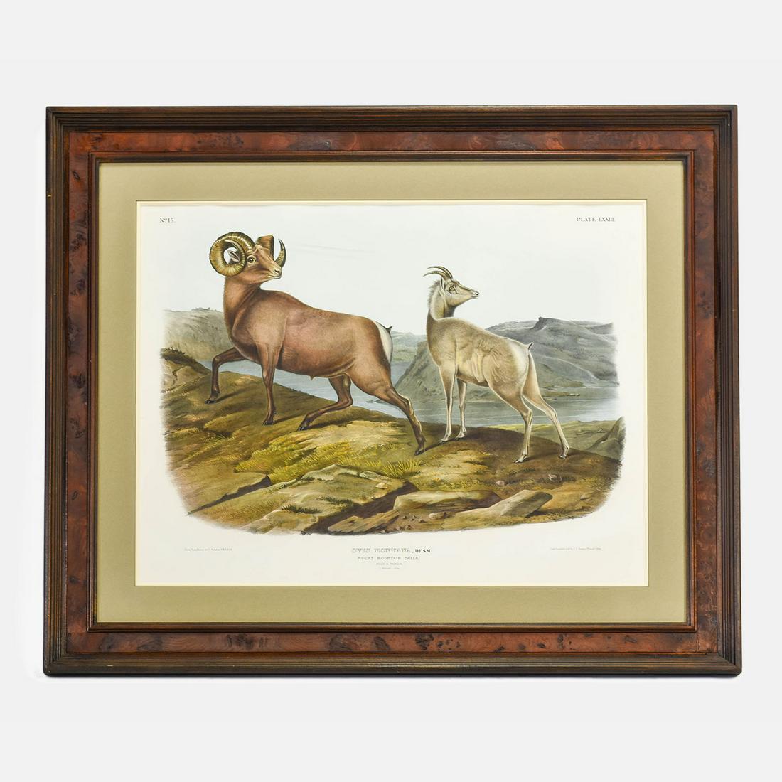 Audubon "Ovis Montana, Rocky Mountain Sheep" Lithograph (1 of 7)