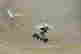 item-131415835=5