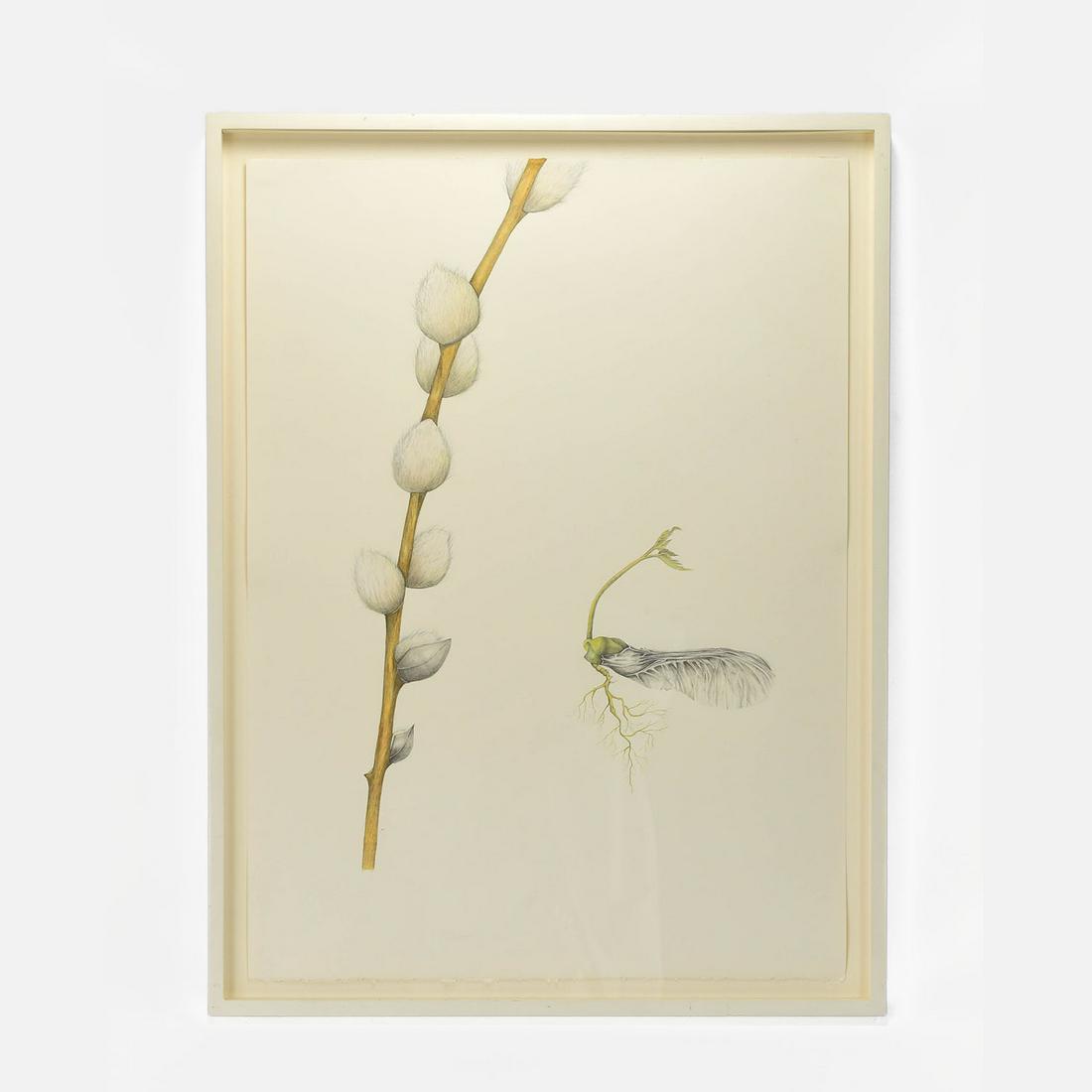 Clark, Rebecca "Emerge" Graphite Watercolor and Colored Pencil on Paper: Excellent condition, framed under glass. Very large float mounted drawing by noted Smithsonian resident artist Rebecca Clark, known for her intricate insect (and plant) book illustrations. Her remarka