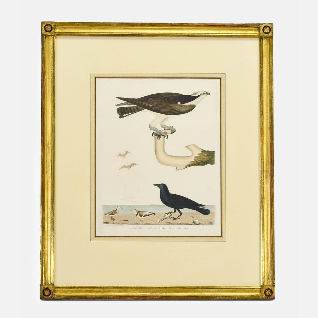 Alexander Wilson "Fish Hawk Fish Crow Ring Plover and Least Snipe" Antique Engraving: Fine original condition, in a good giltwood frame, matted and sealed under glass. Large antique engraving, 1808-1825 by Wilson, Alexander, 1766-1813 and Lawson, Alexander, 1773-1846. Sight size: 13 1/