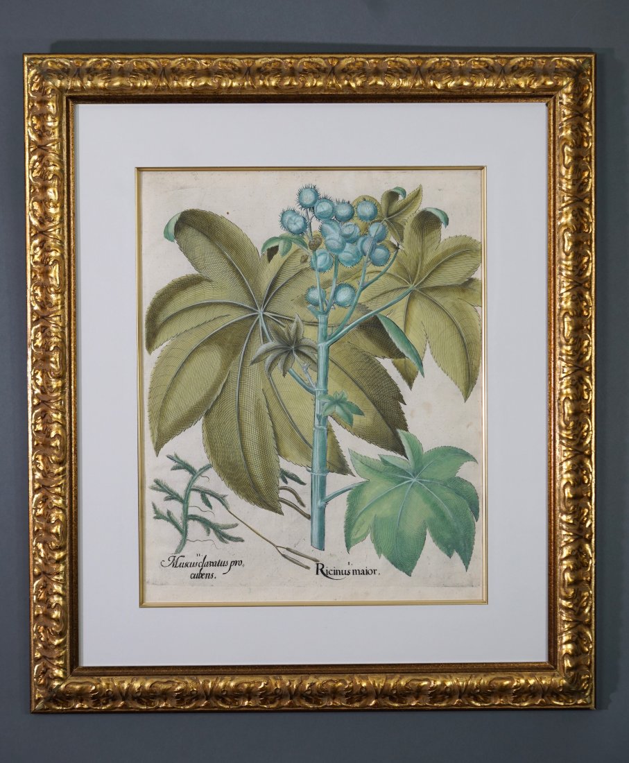 Original Basilius Besler Botanical Print Castor Bean in Fruit, Running Pine (1 of 8)