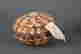 item-135976154=10