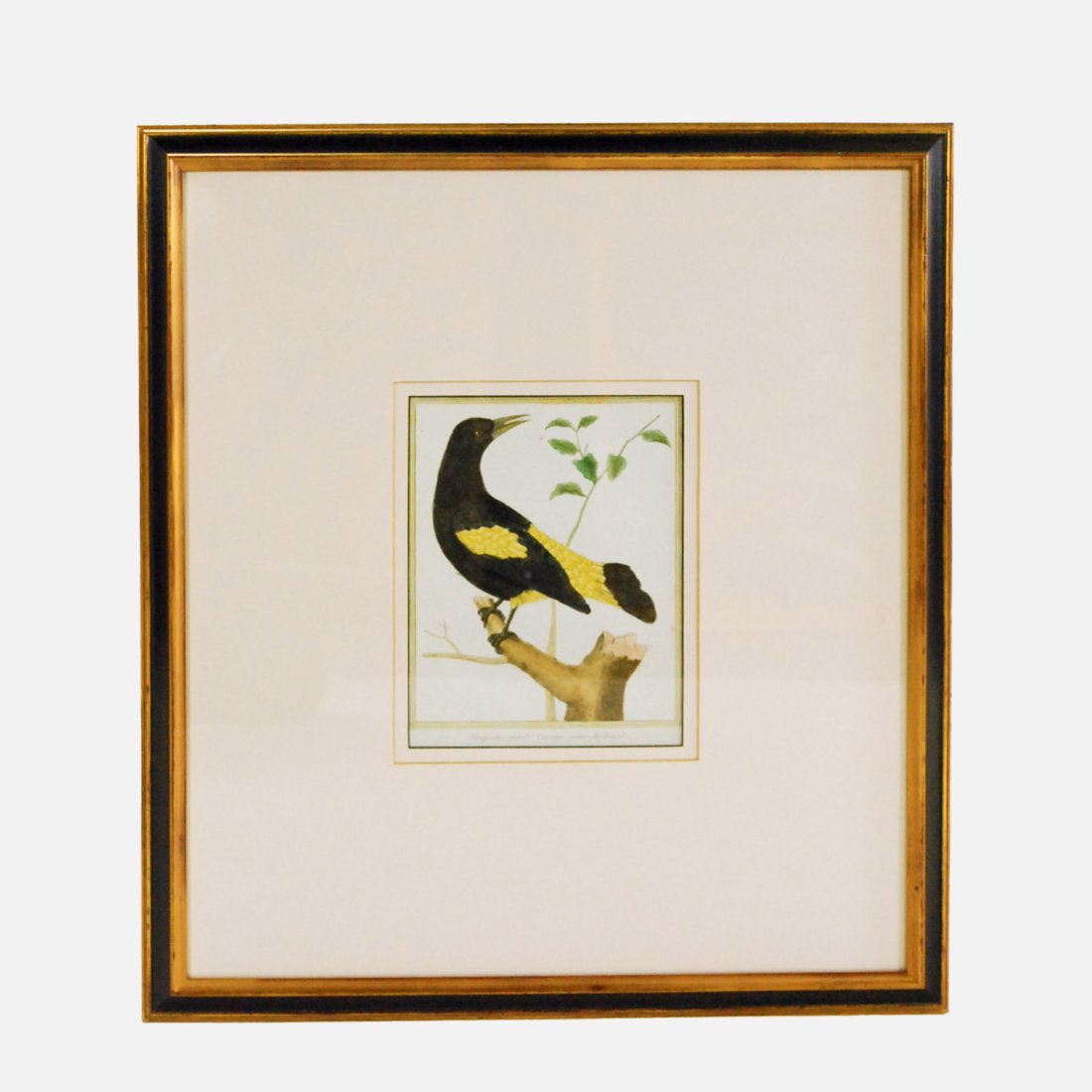 Late 18thC Martinet Bird Hand Colored Copperplate Framed Engraving (1 of 5)