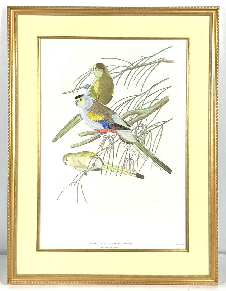 Set of Three Hand Colored Pen and Ink Parrot Drawings (1 of 9)