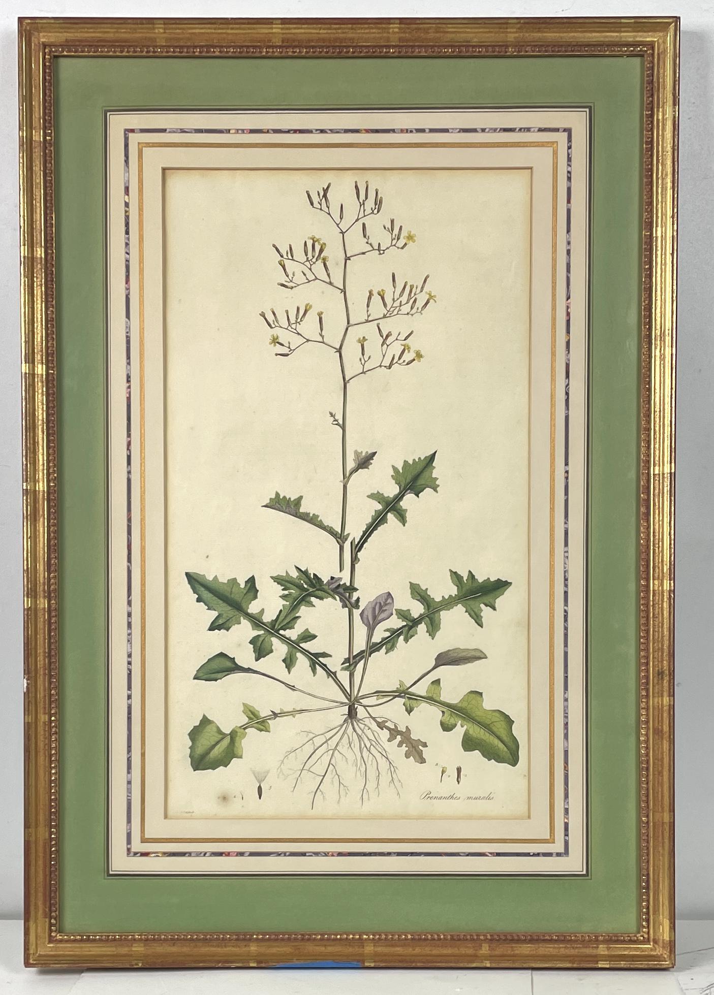 Antique J Sowerby 1777 Hand Colored Botanical Etching (1 of 6)