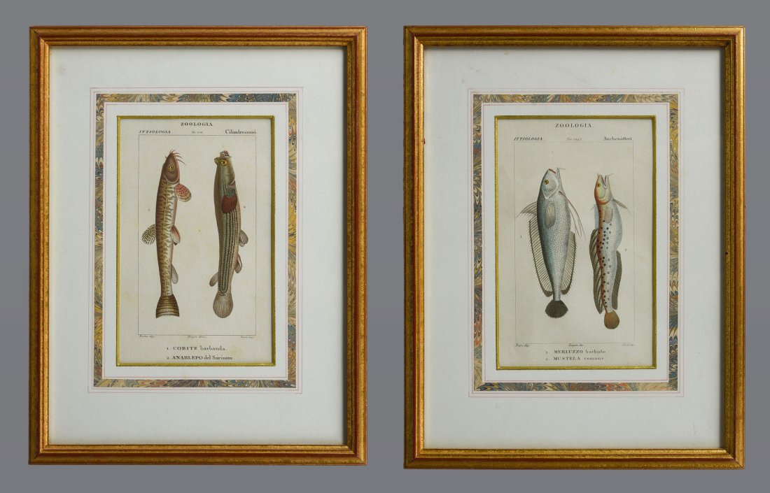 Two Antique French Hand Colored Fish Prints Ca. Early 19thC (1 of 5)