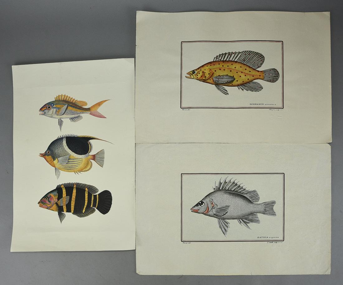Two Hand Colored Edizioni Ponte Vecchio Italy Fish Prints and Lithograph Fish Print (1 of 7)