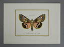 Hand Colored Butterfly Print by J.J. Juillet from the Edizione Ponte Vecchio c.1990s