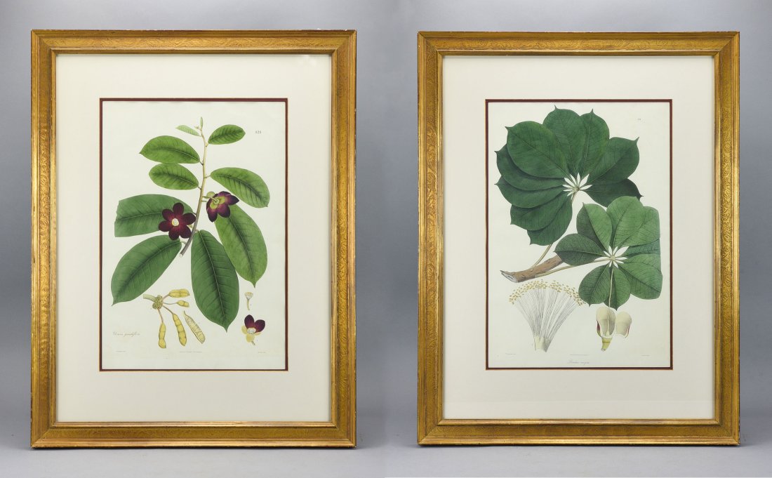 Two Antique Massimo "Maxim" Gauci Hand Colored Botanical Prints (1 of 13)