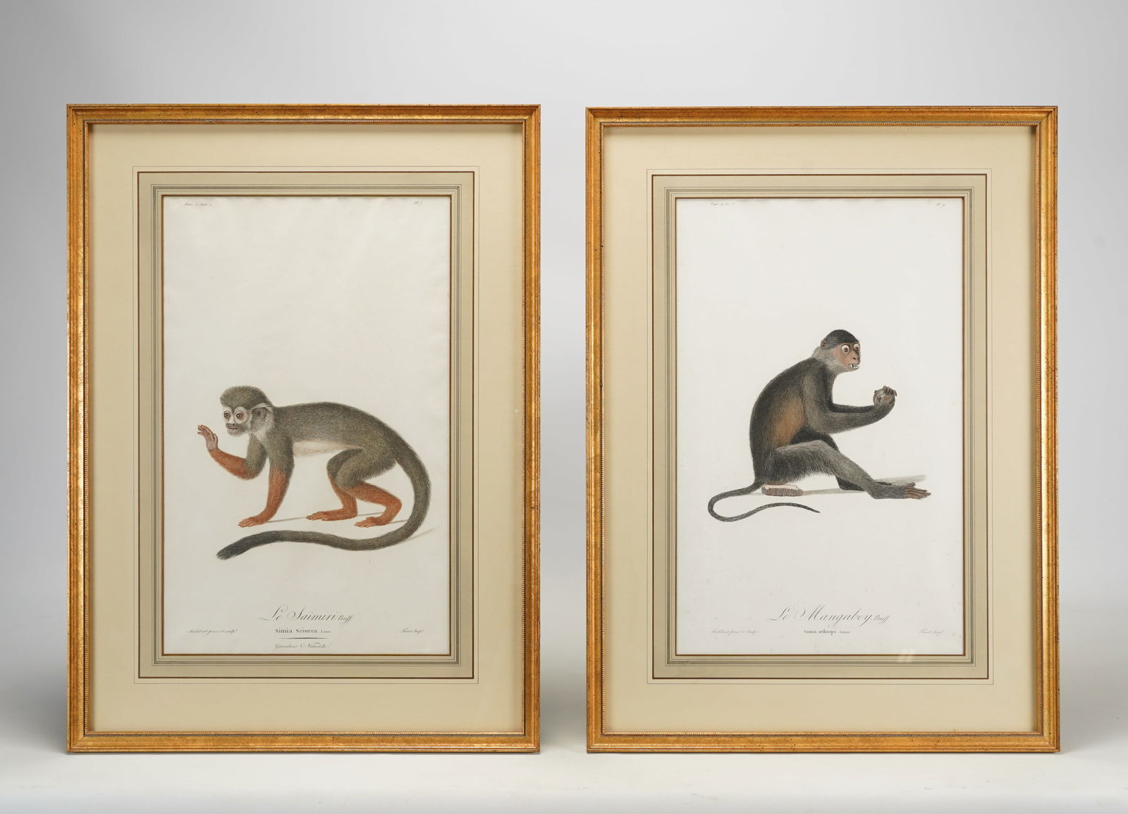 Buffon Natural History Pair of Framed Original 18thC Hand Colored Monkey Prints (1 of 6)